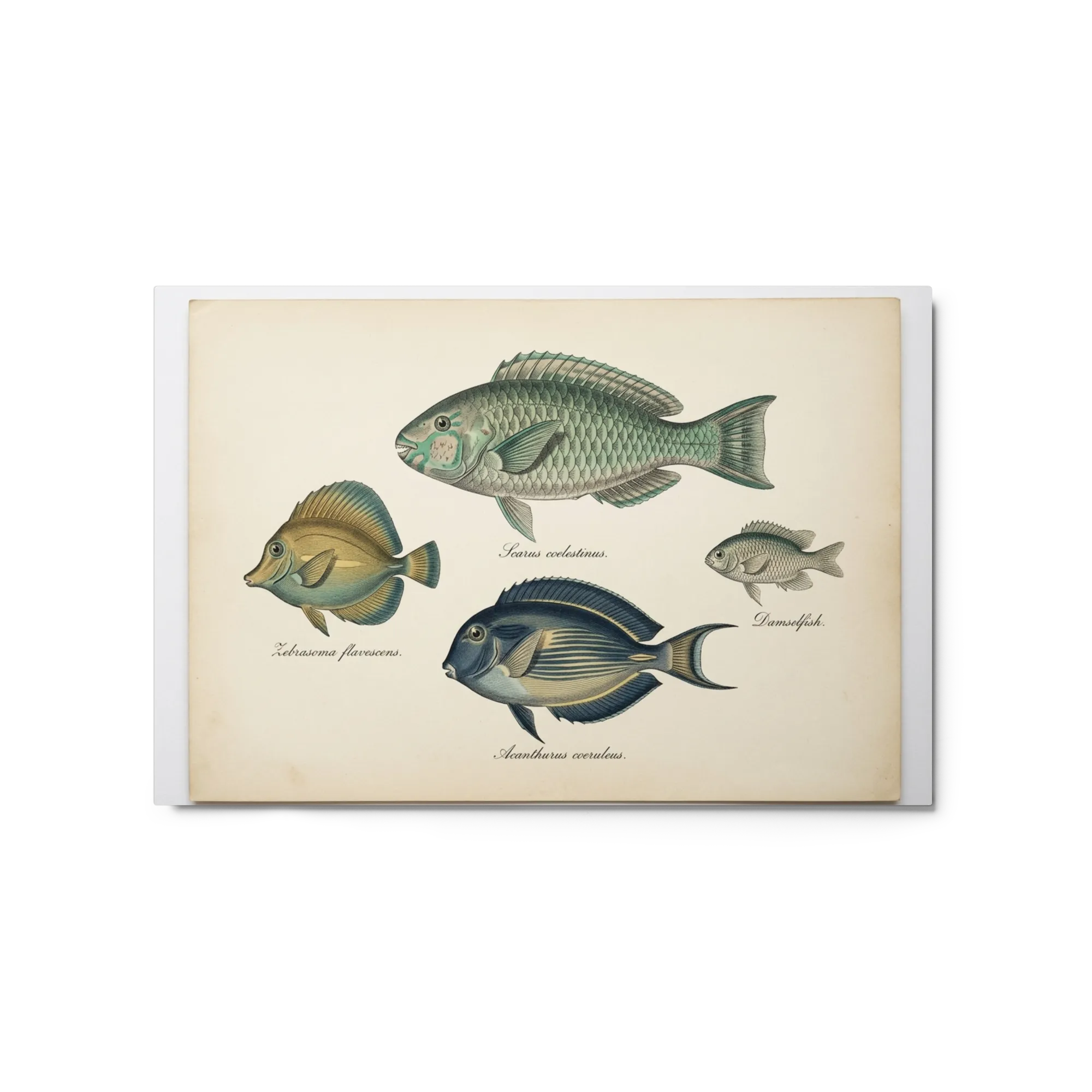 Antique Marine Life Engravings