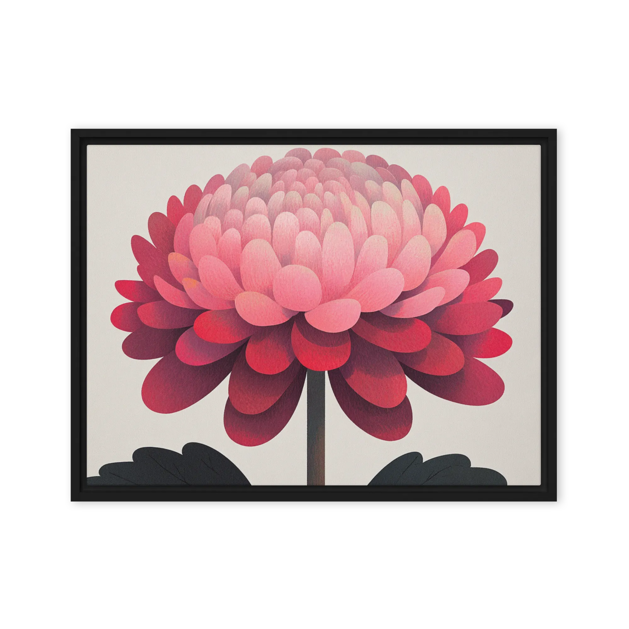 Crimson Chrysanthemum