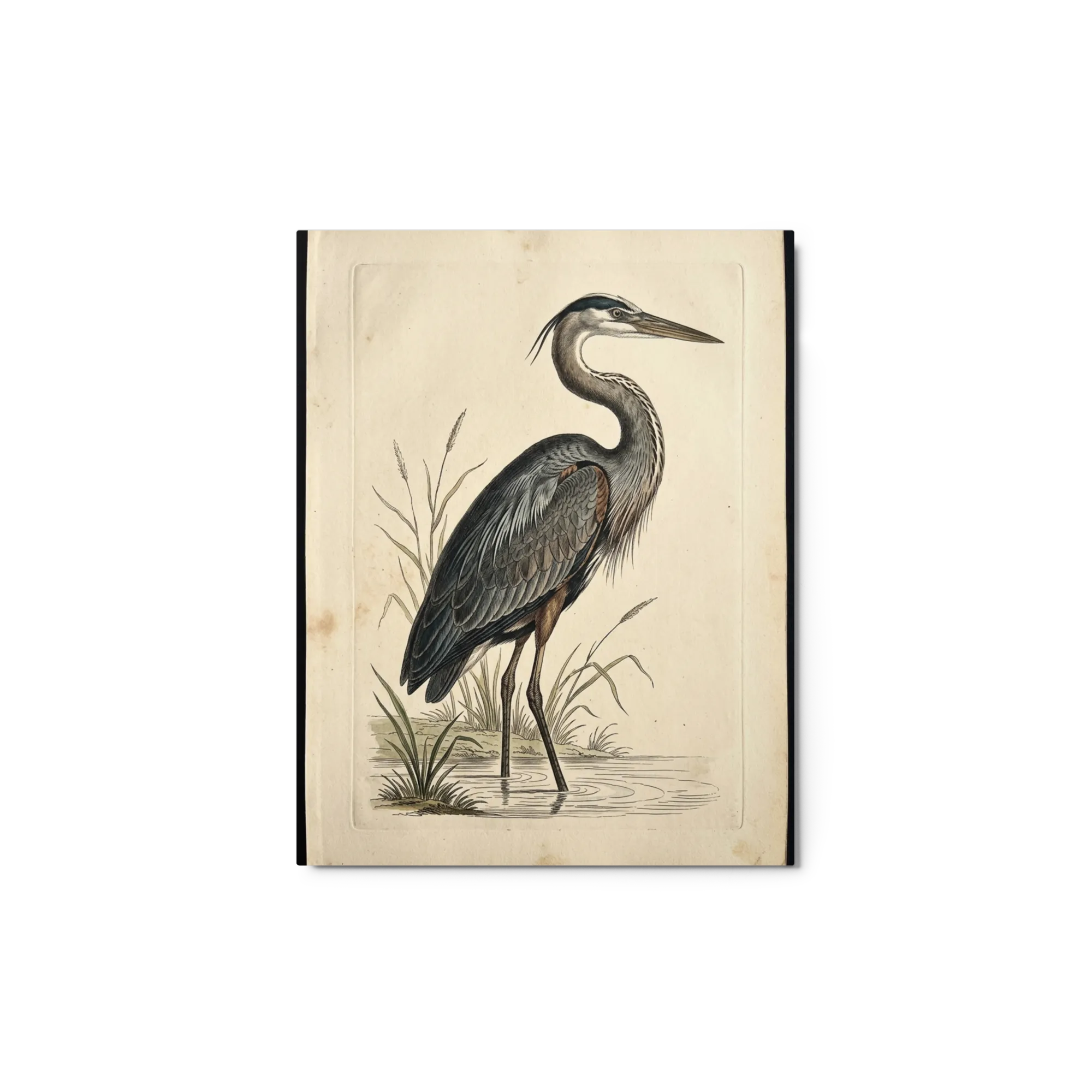 Great Blue Heron in Marsh