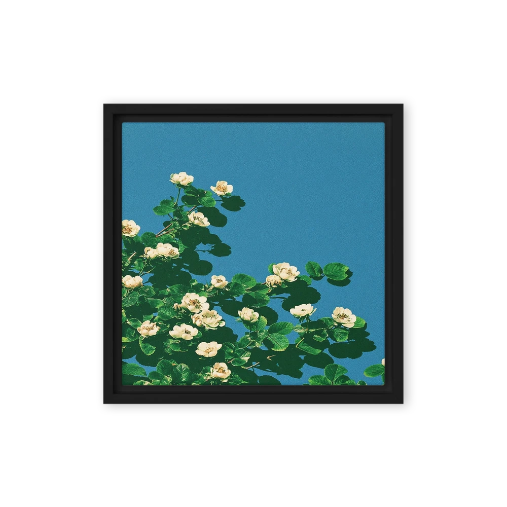 White Blossoms Under Blue Sky | Art Print