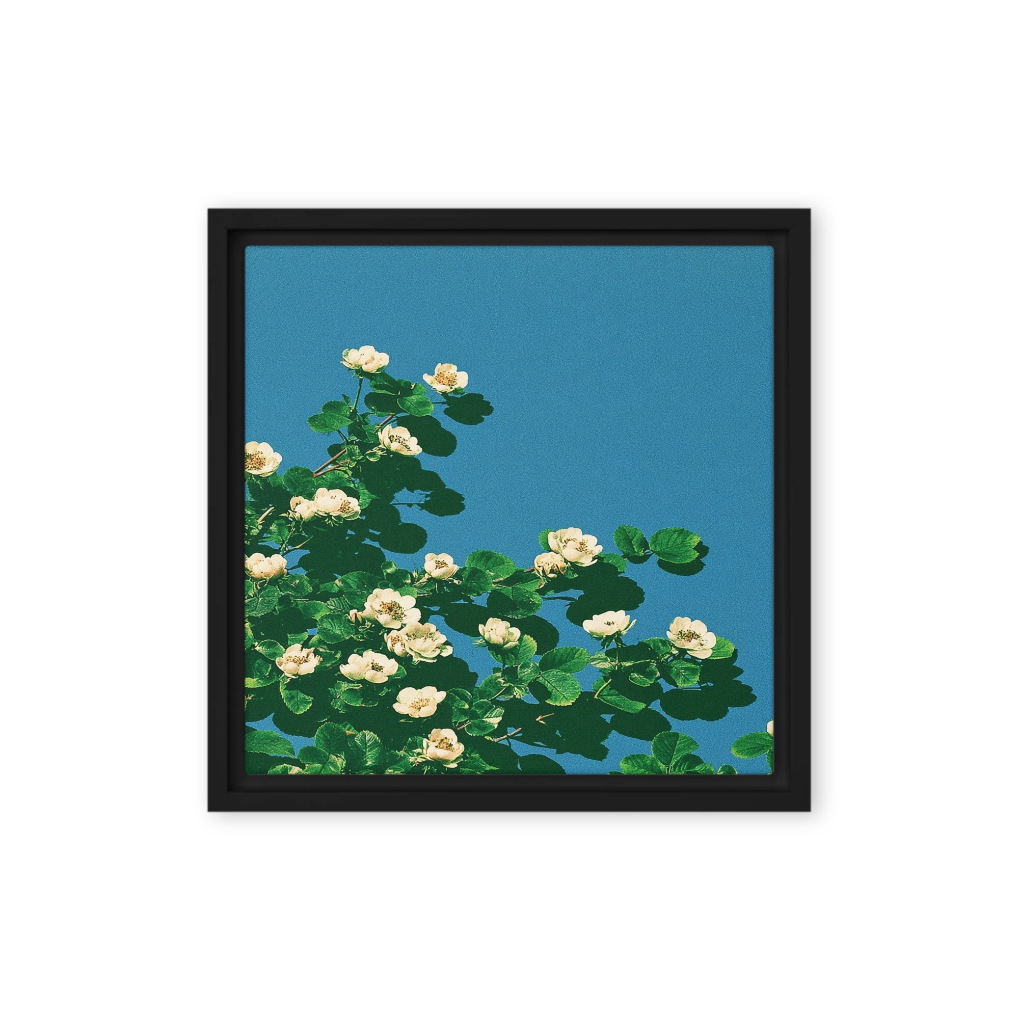 White Blossoms Under Blue Sky
