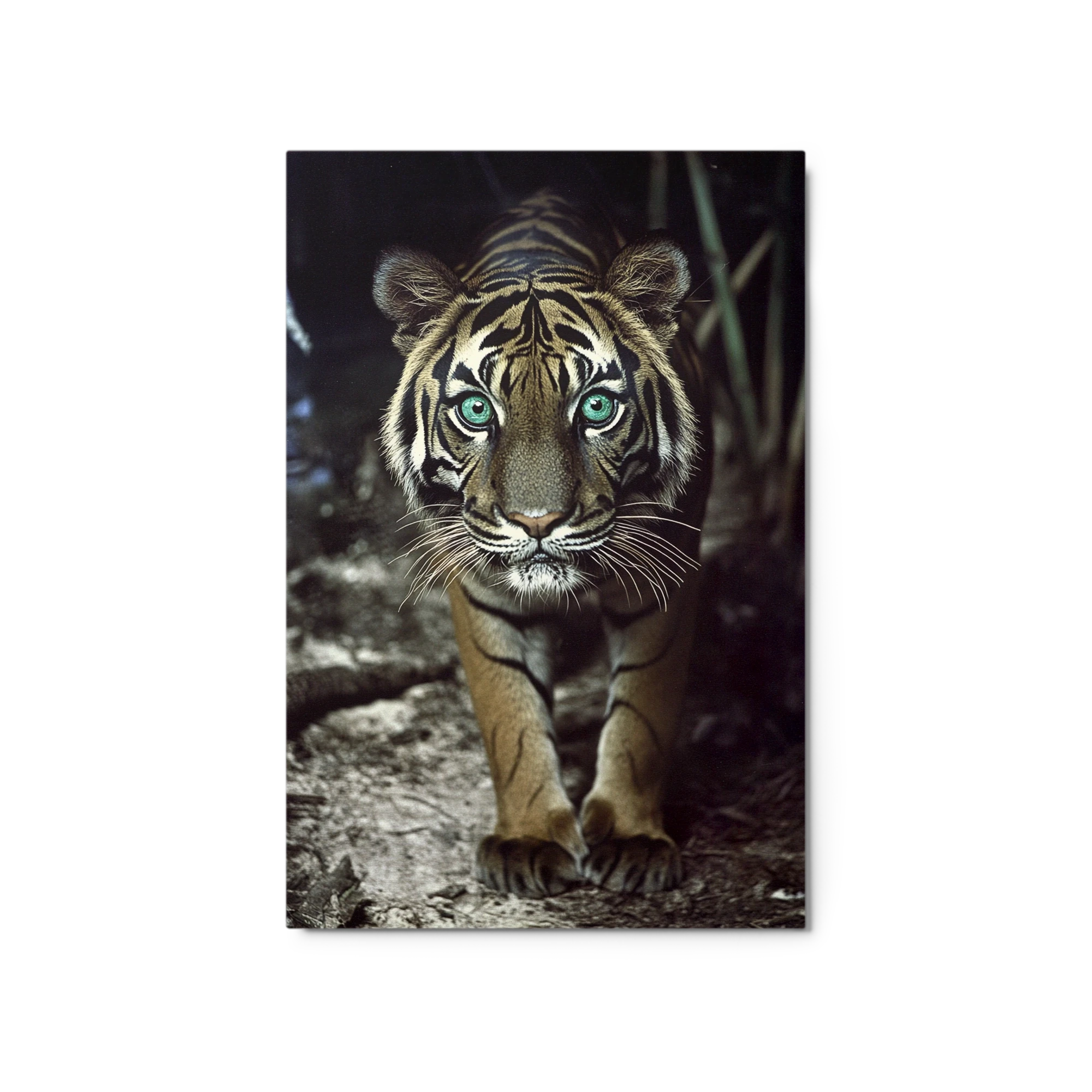 Tiger in the Wild
