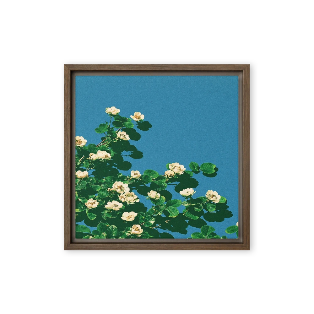 White Blossoms Under Blue Sky | Art Print