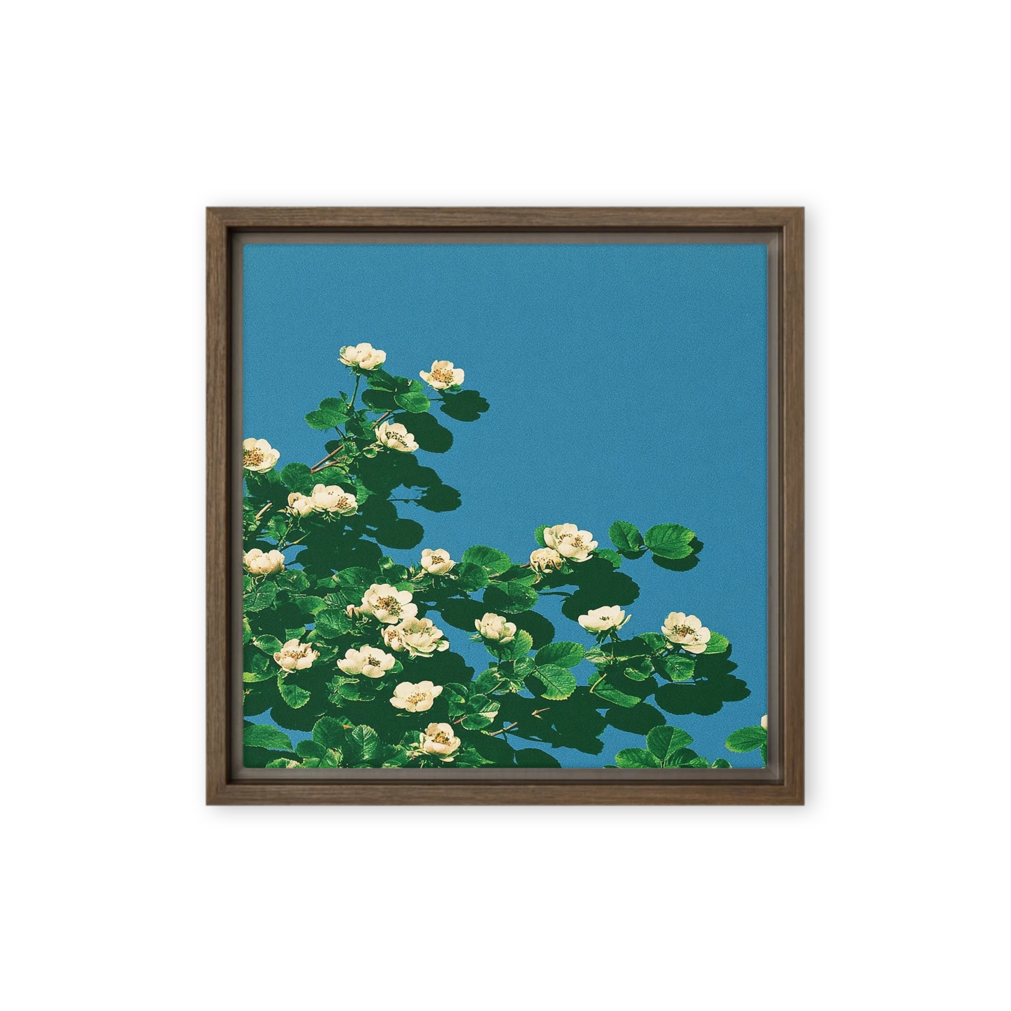 White Blossoms Under Blue Sky