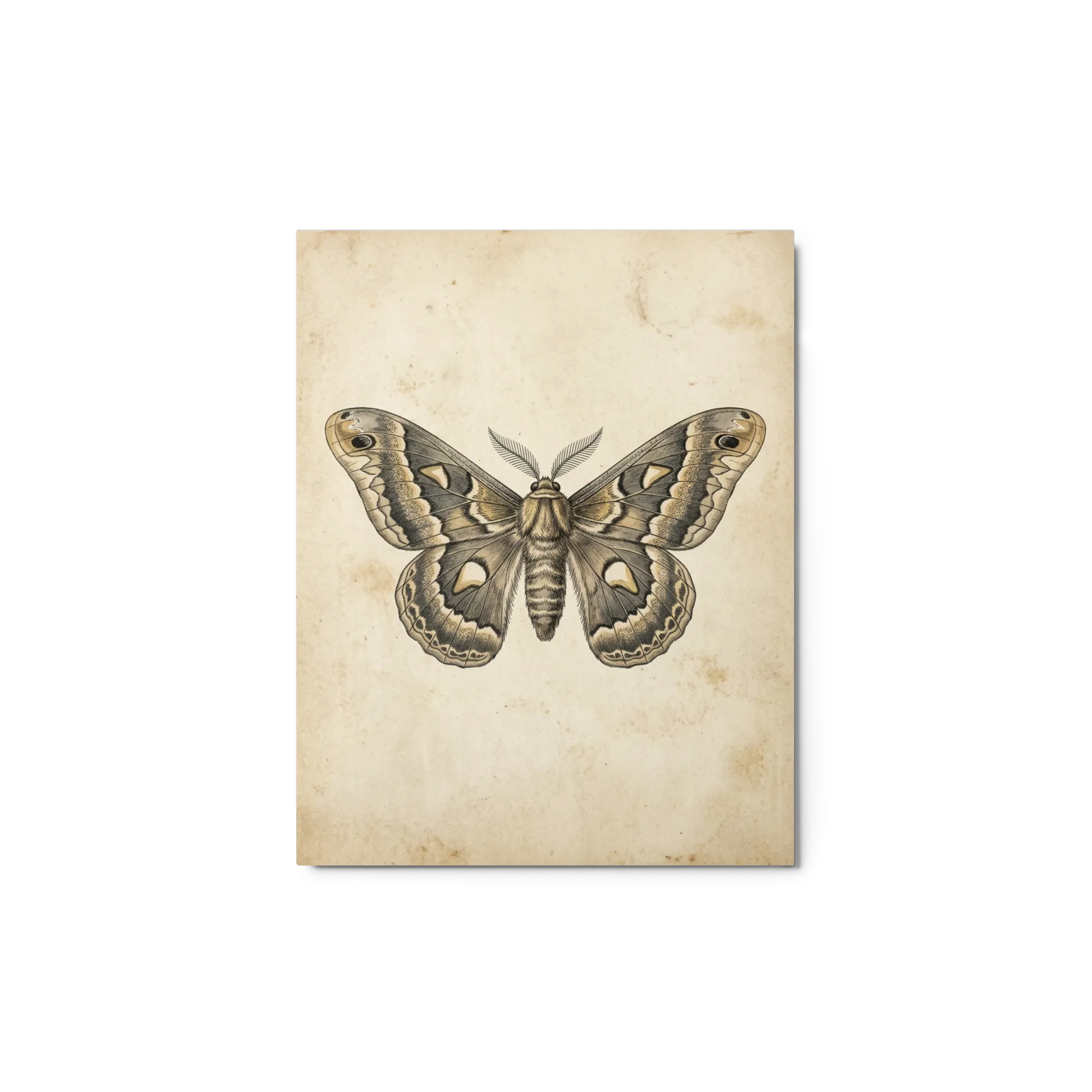 Estudo de Saturniidae