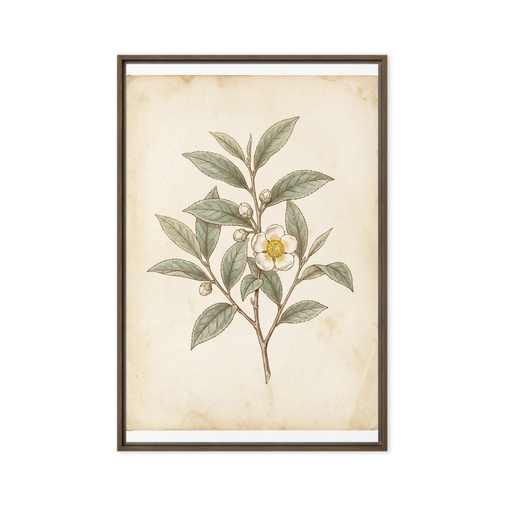 Camellia Sinensis Botanical