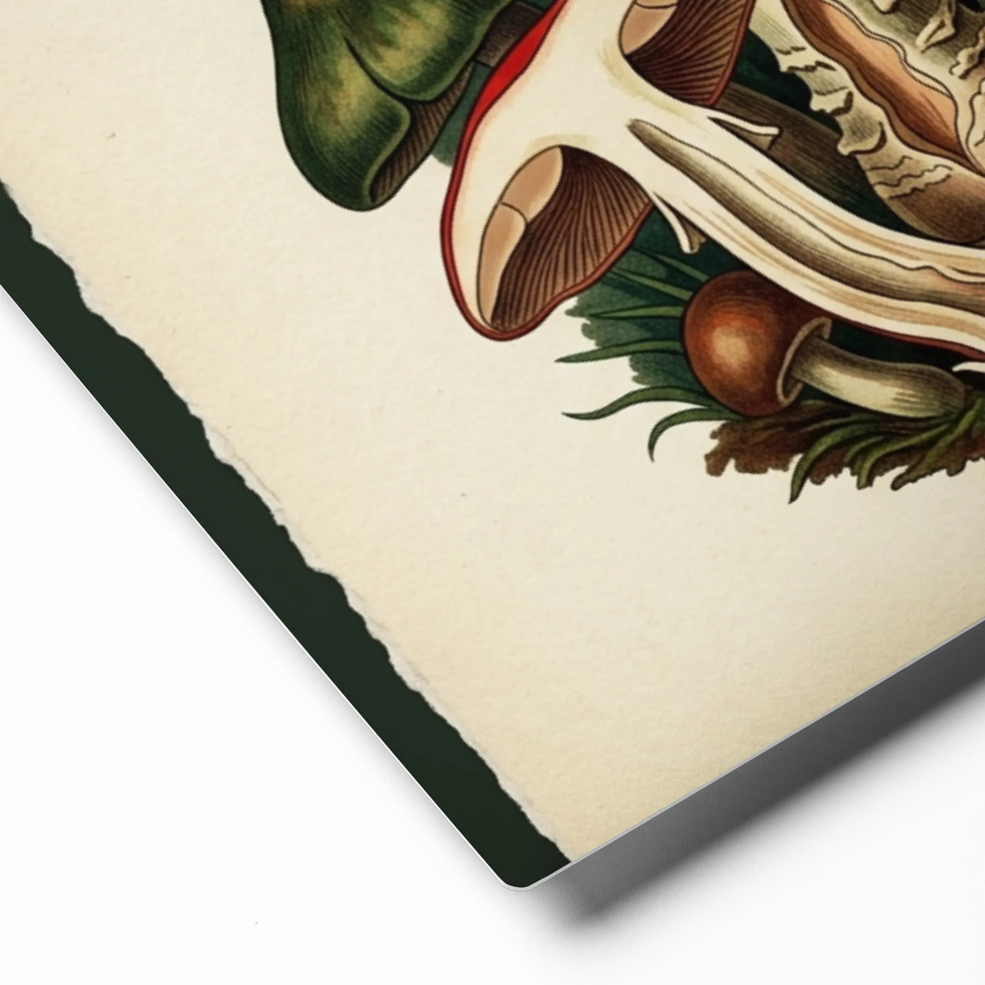 Forest Fungi Gathering 
 Canvas | 18″x 18″