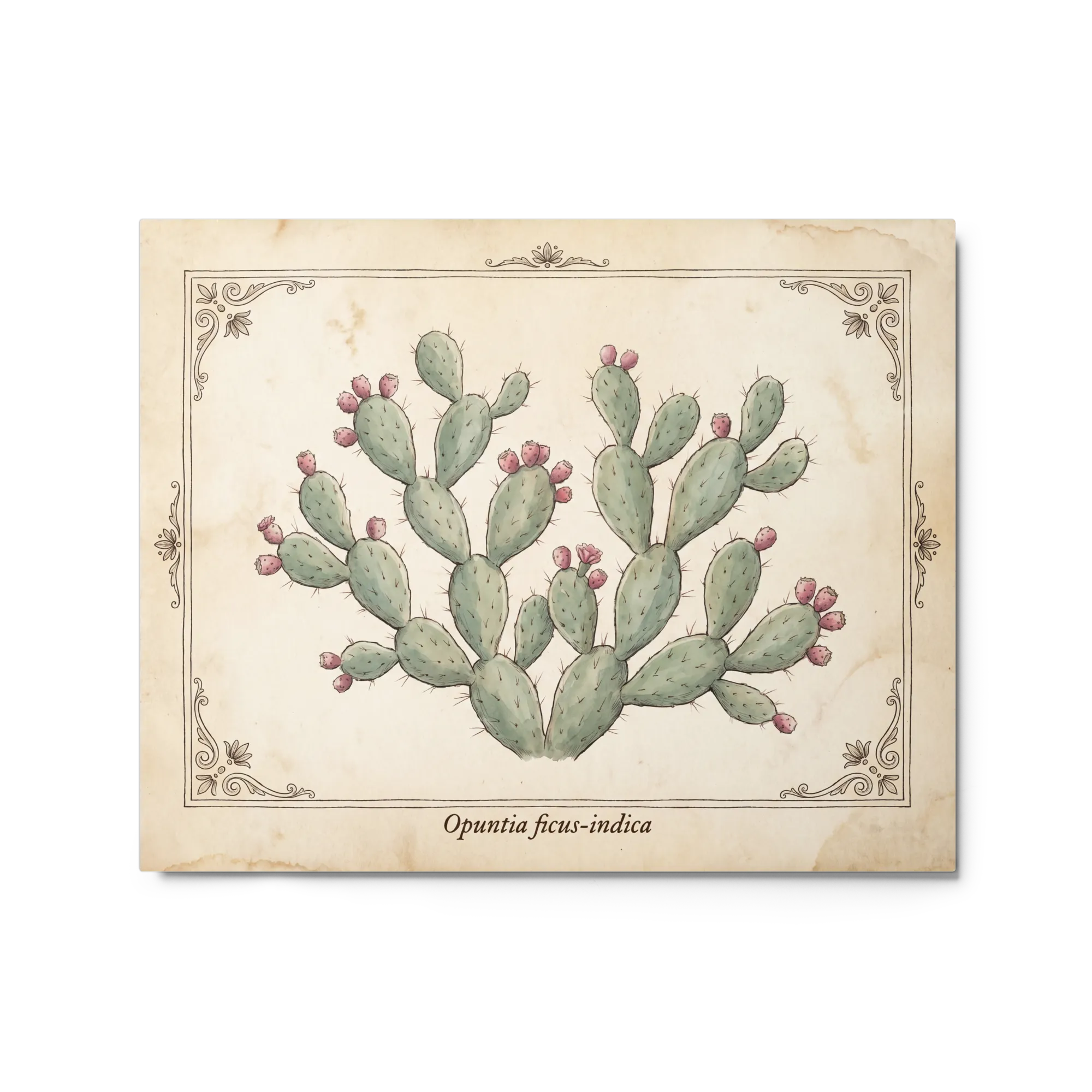 Opuntia Ficus-Indica Botanical Print