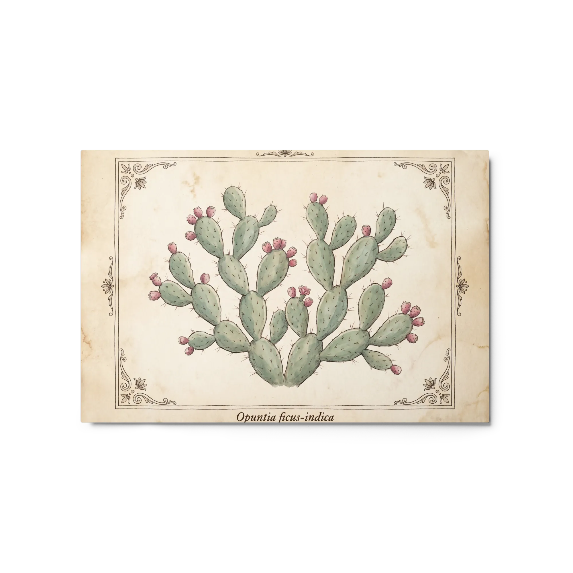 Opuntia Ficus-Indica Botanical Print