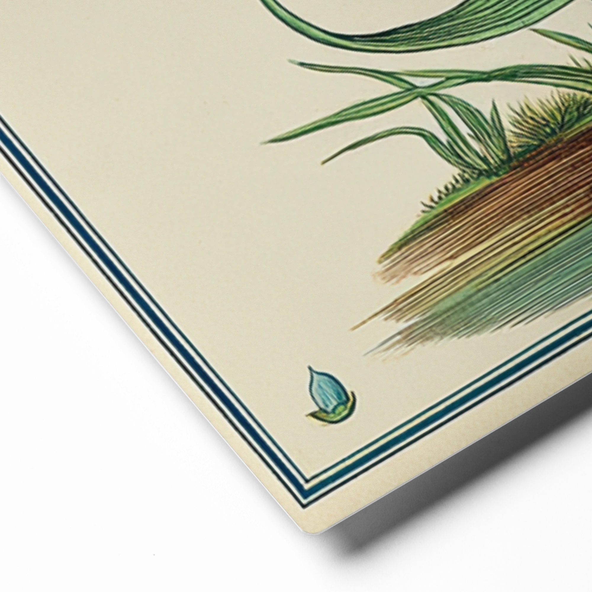 Blue Iris Botanical Plate | Art Print