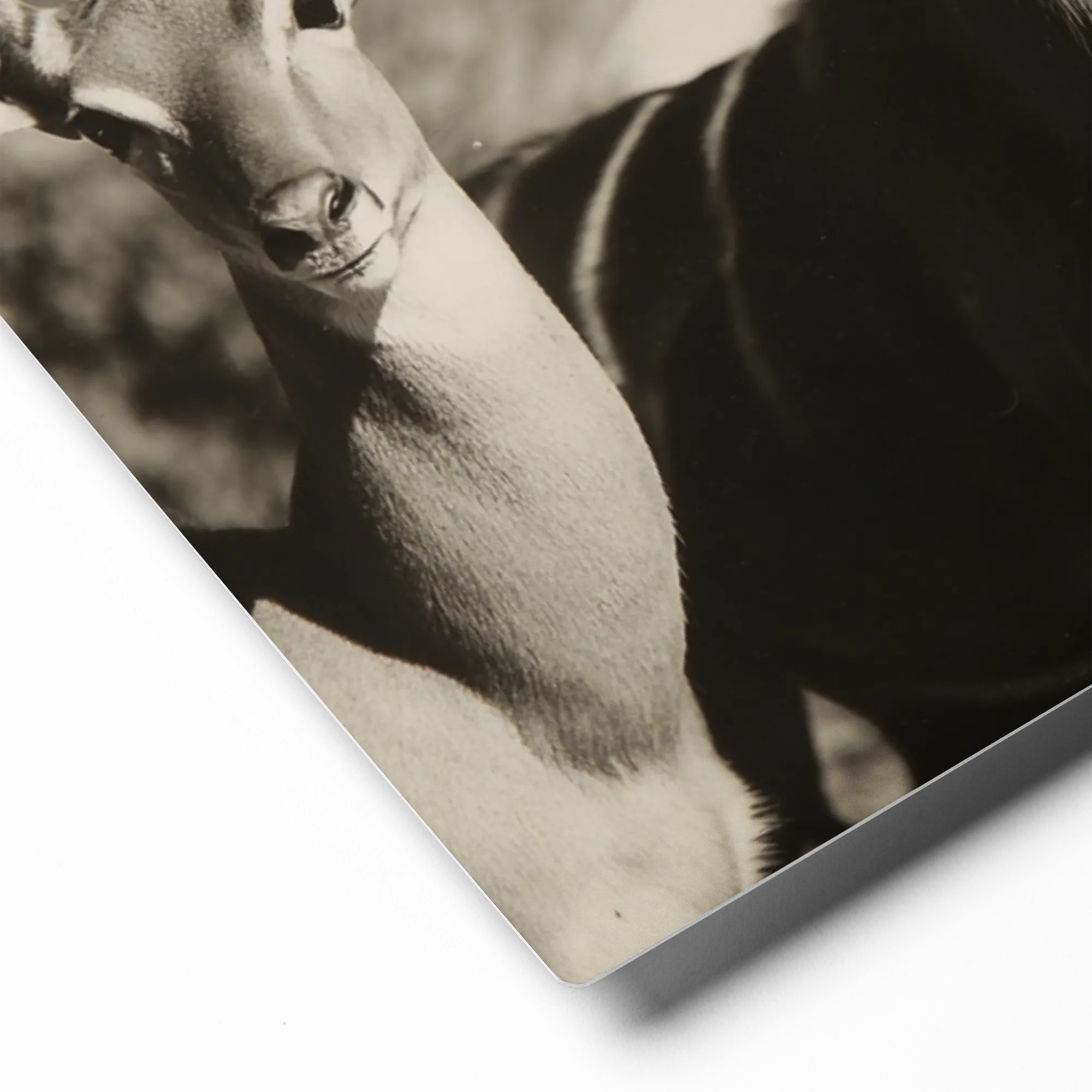 Sovereigns of the Savanna 
 Poster with Black Frame | 12″x 12″