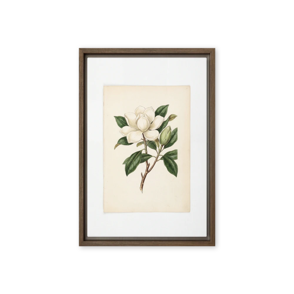 Botanical Magnolia Blossom | Art Print