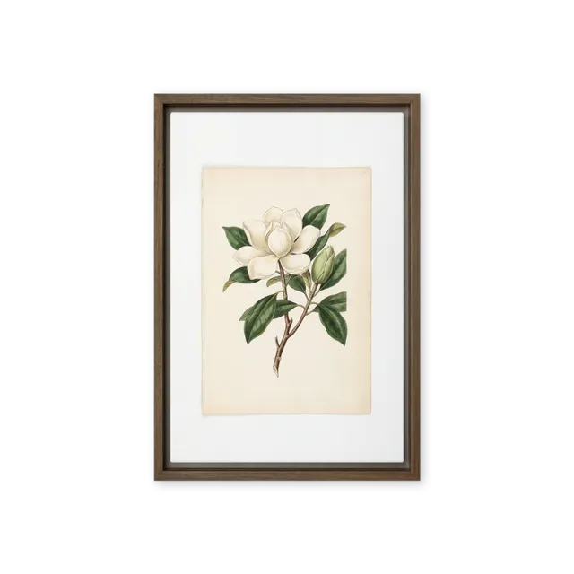 Botanical Magnolia Blossom | Art Print
