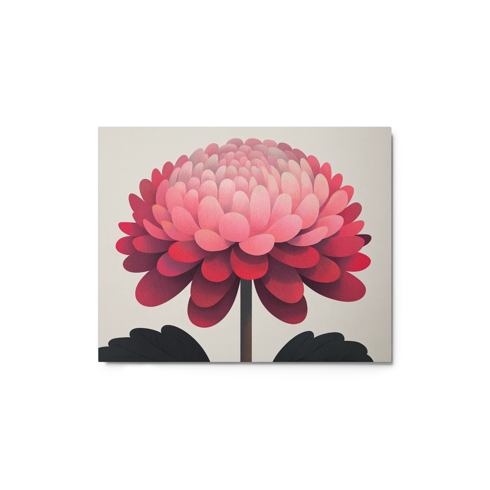 Crimson Chrysanthemum