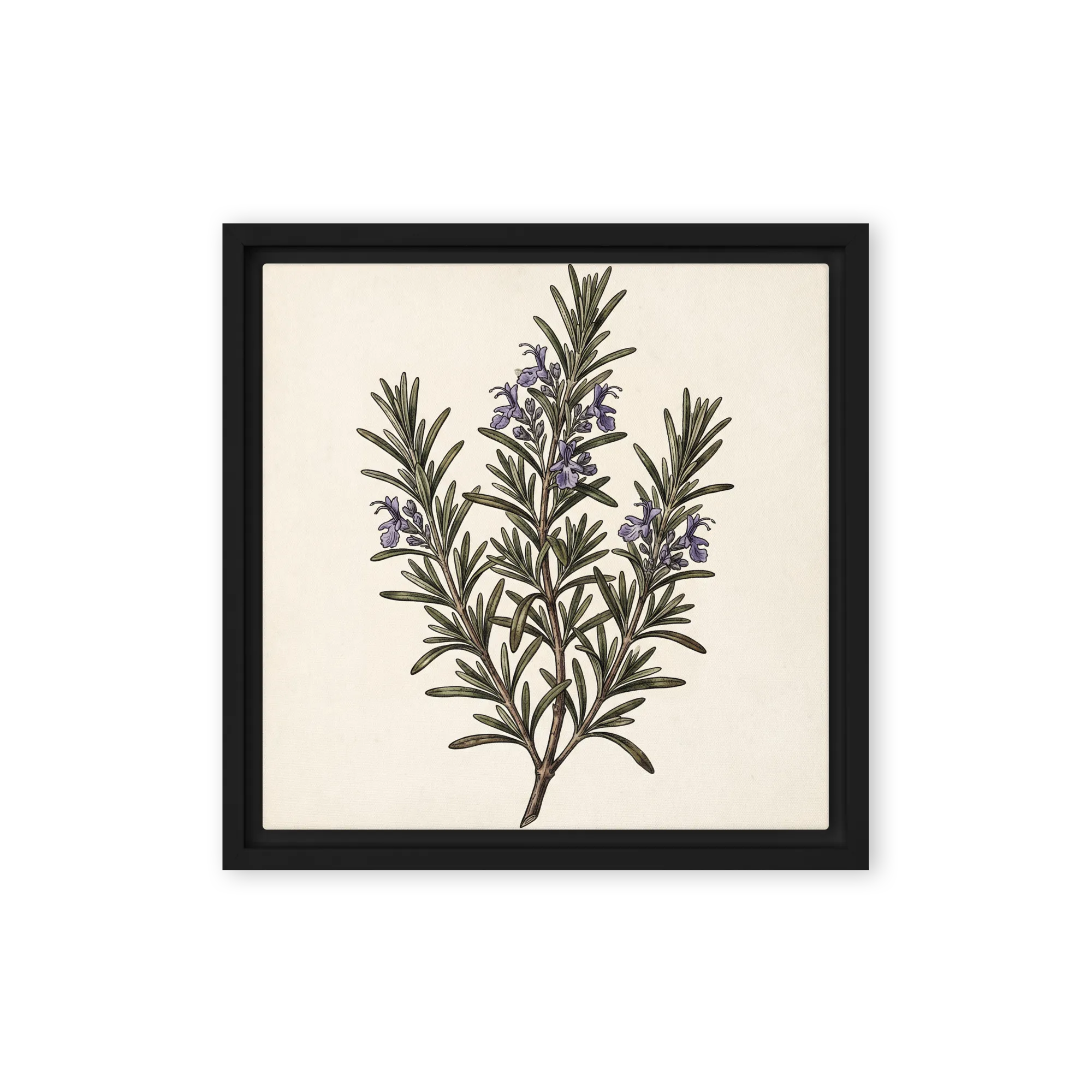Vintage Rosemary Illustration