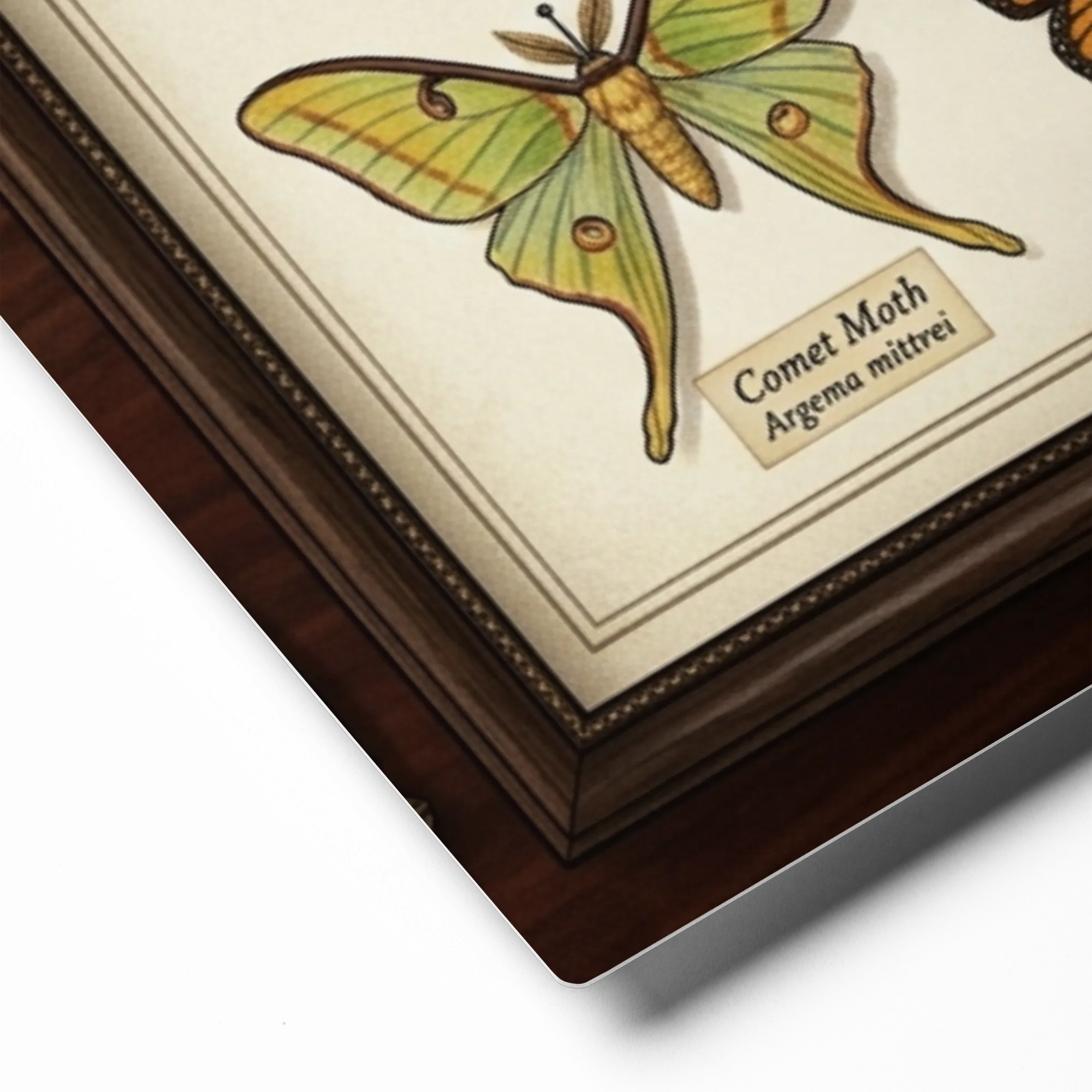 Entomologist's Butterfly Collection 
 Canvas with Black Frame