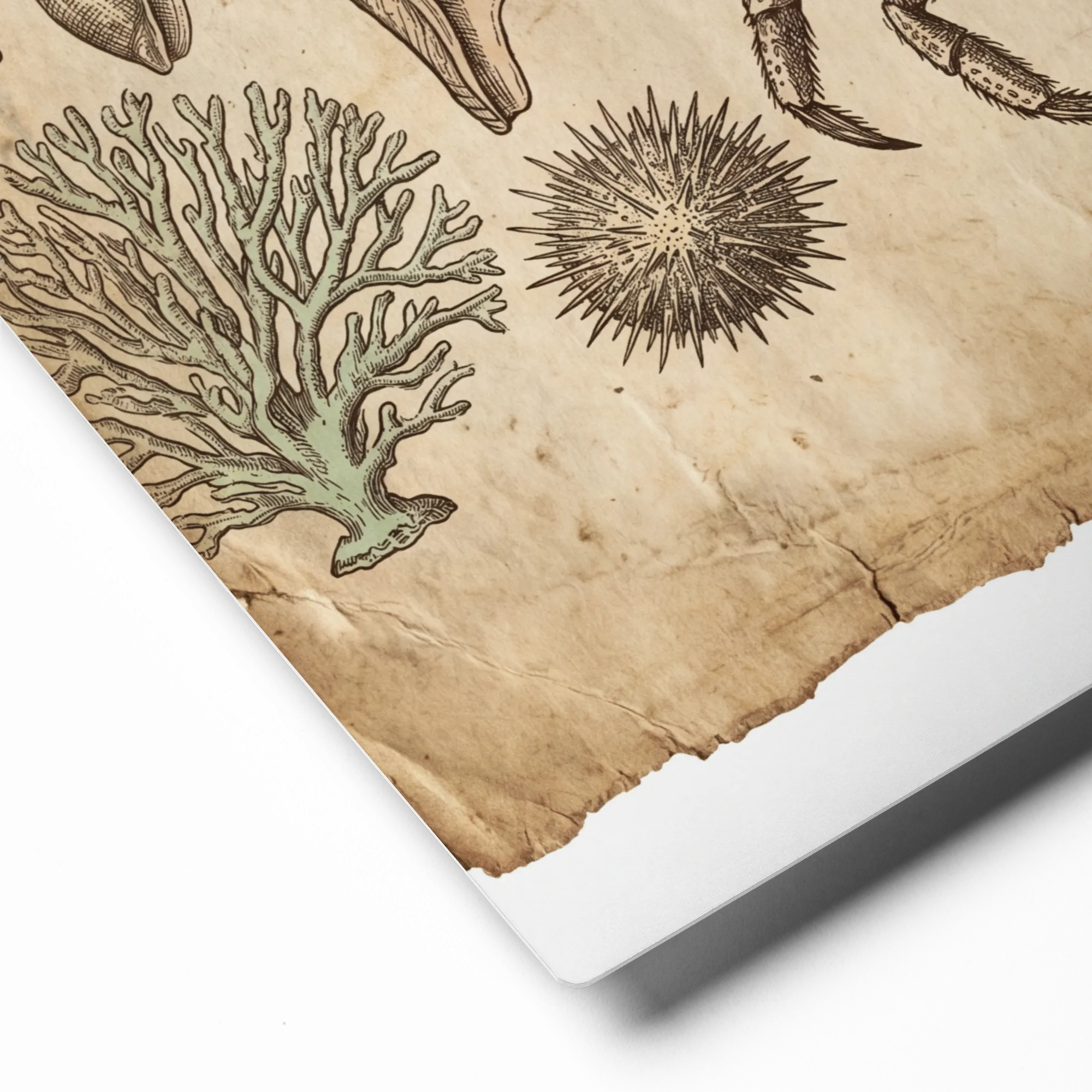 Vintage Marine Engraving 
 Paper Print With White Frame & Mat | 18″x 24″