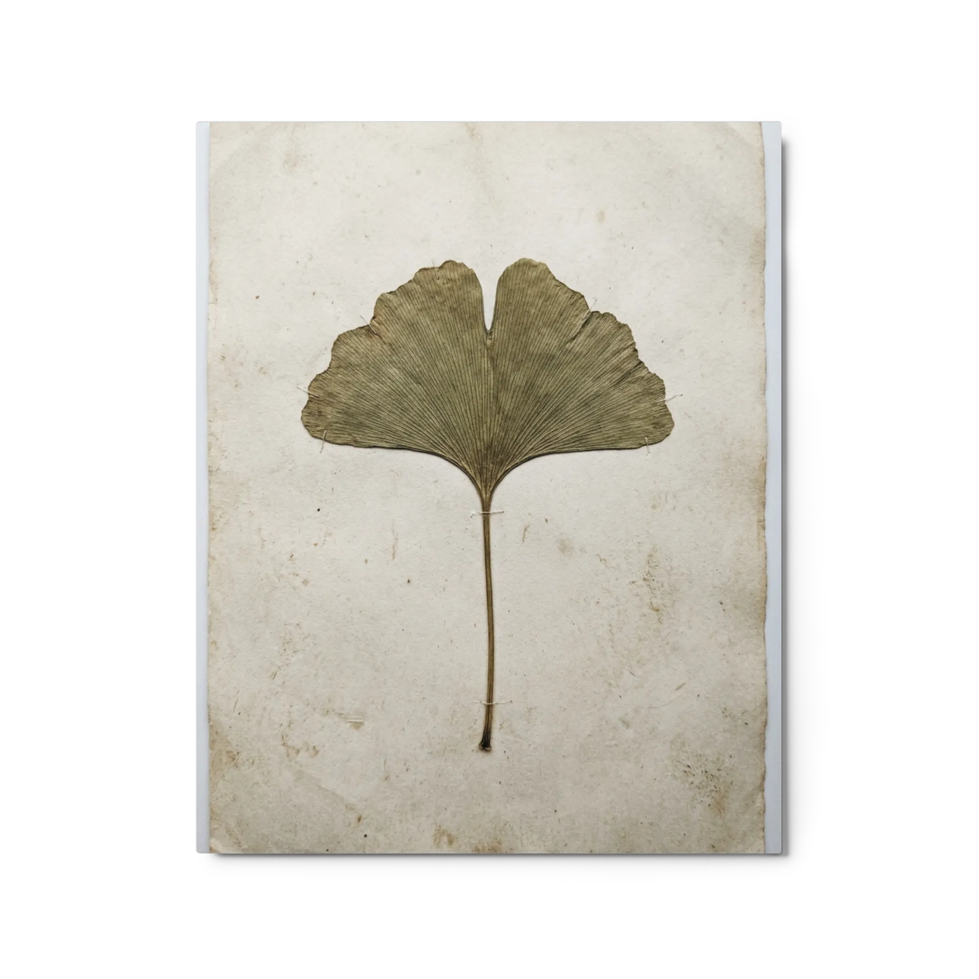 Pressed Ginkgo Leaf 
 Canvas with White Frame