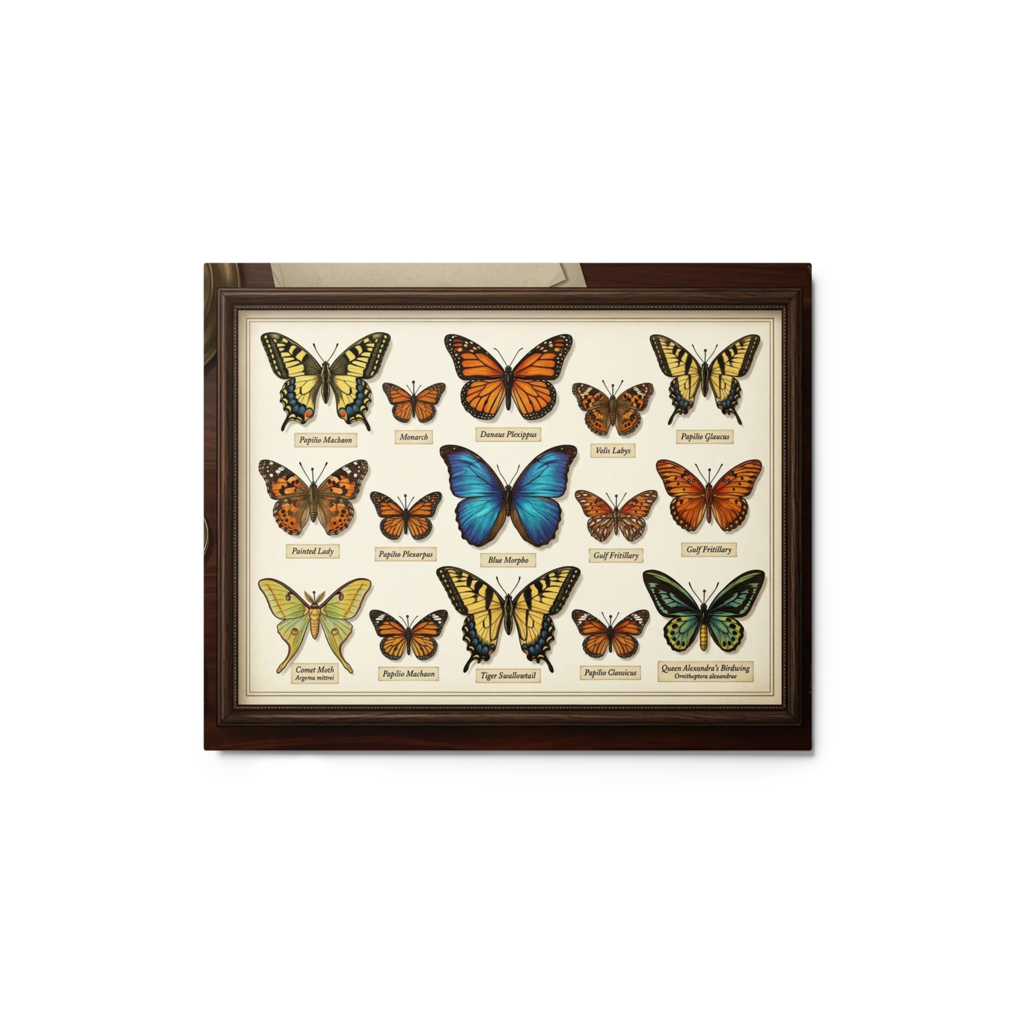 Entomologist's Butterfly Collection