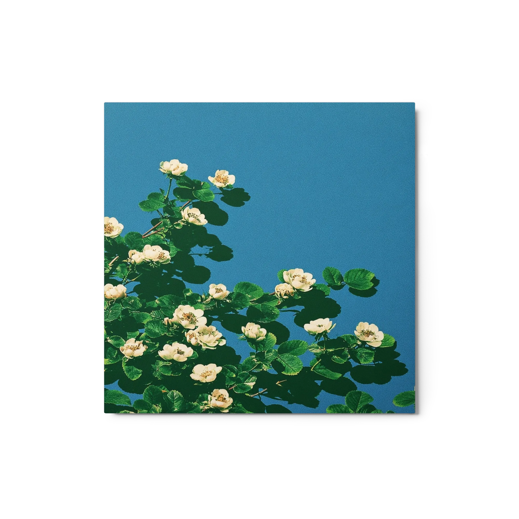 Hemelse Bloesems