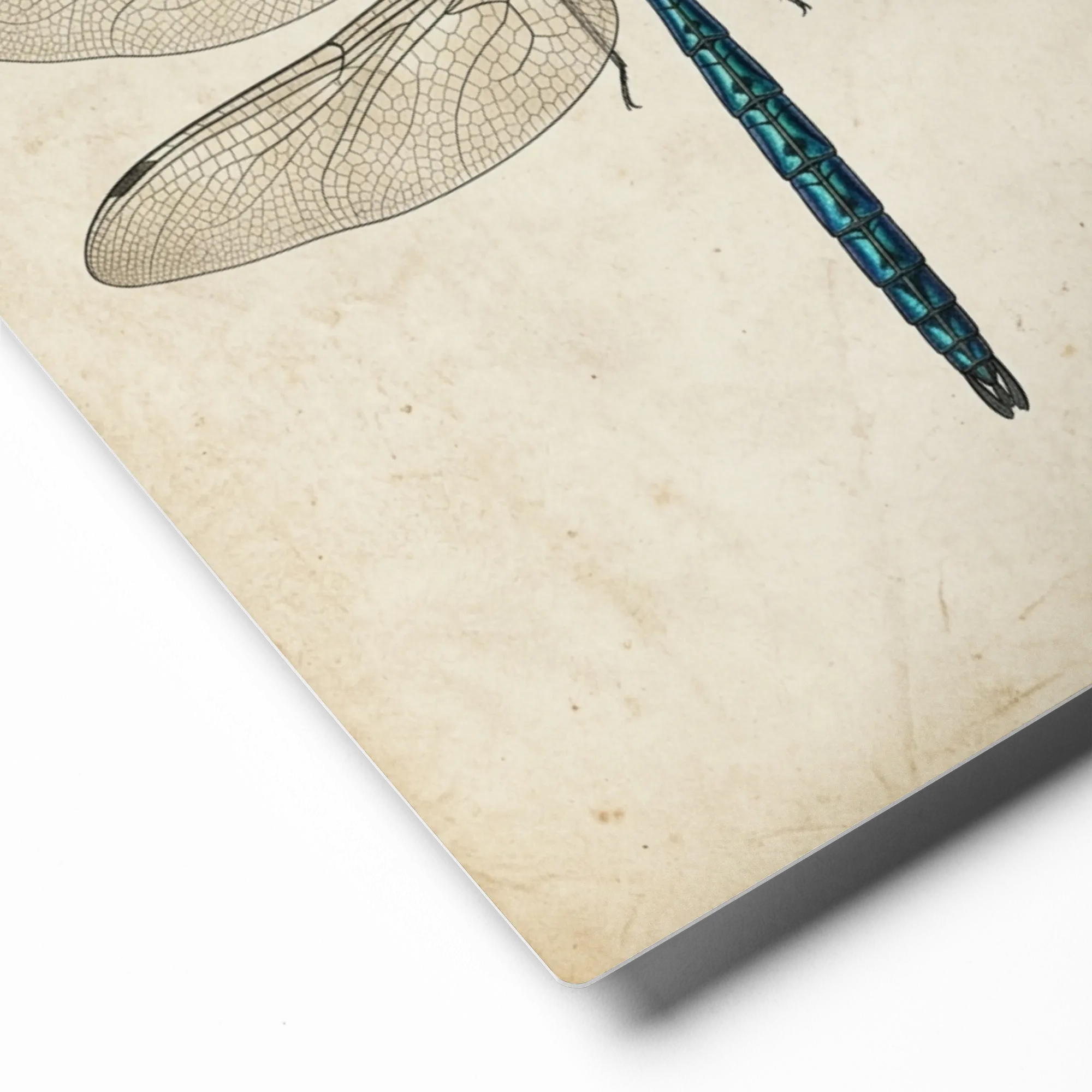 Teal Dragonfly Engraving 
 Paper Print With Red oak Frame & Mat | 12″x 16″