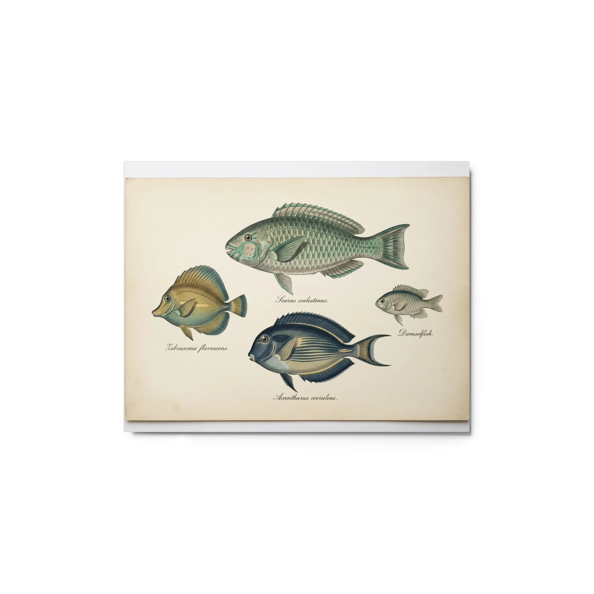 Antique Marine Life Engravings 
 Paper Print With Black Frame & Mat | 12″x 18″