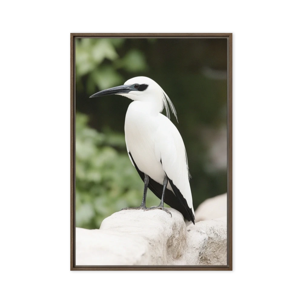 Tropicbird's Gaze