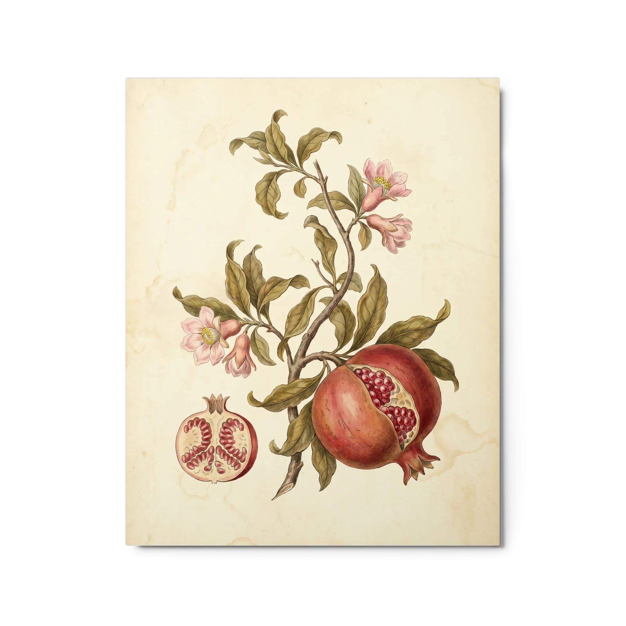 Pomegranate Botanical Study