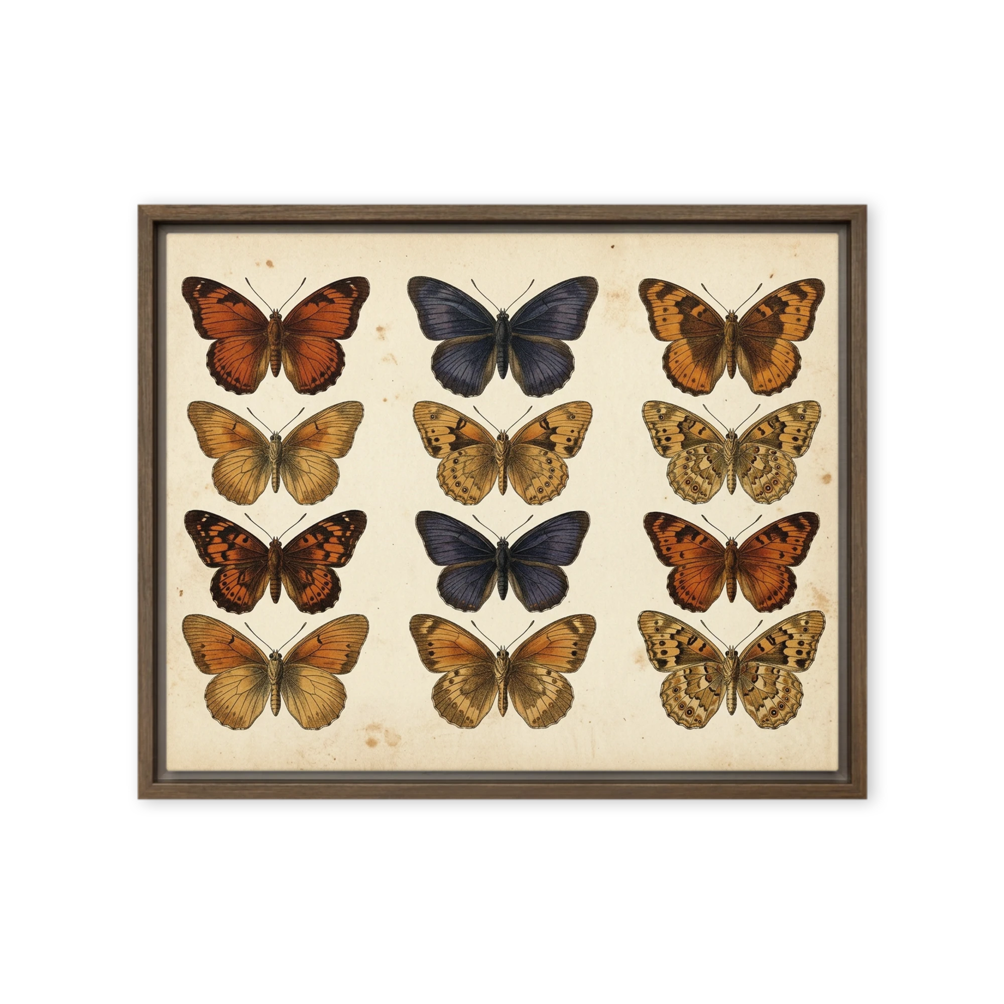 Entomological Butterfly Study