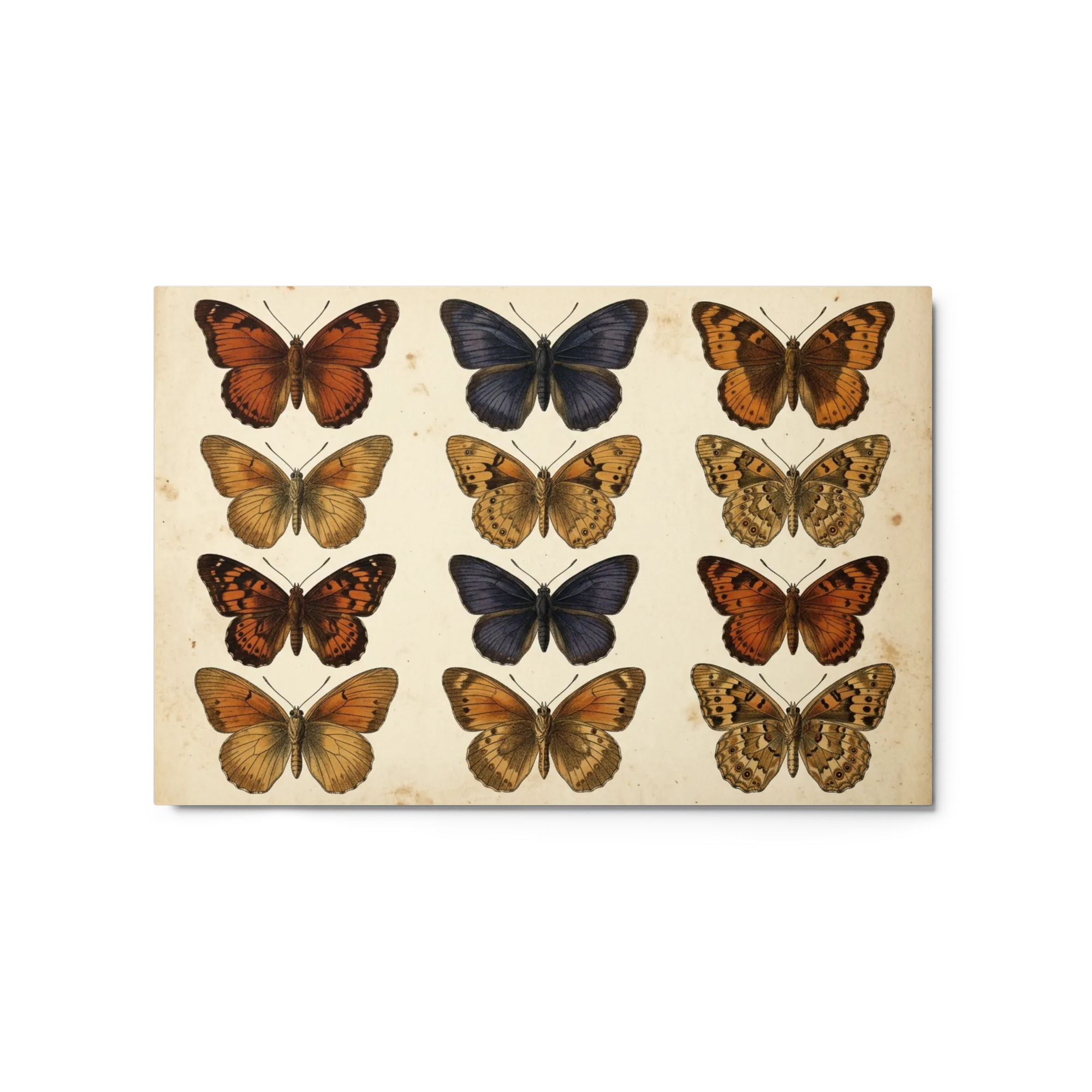 Entomological Butterfly Study