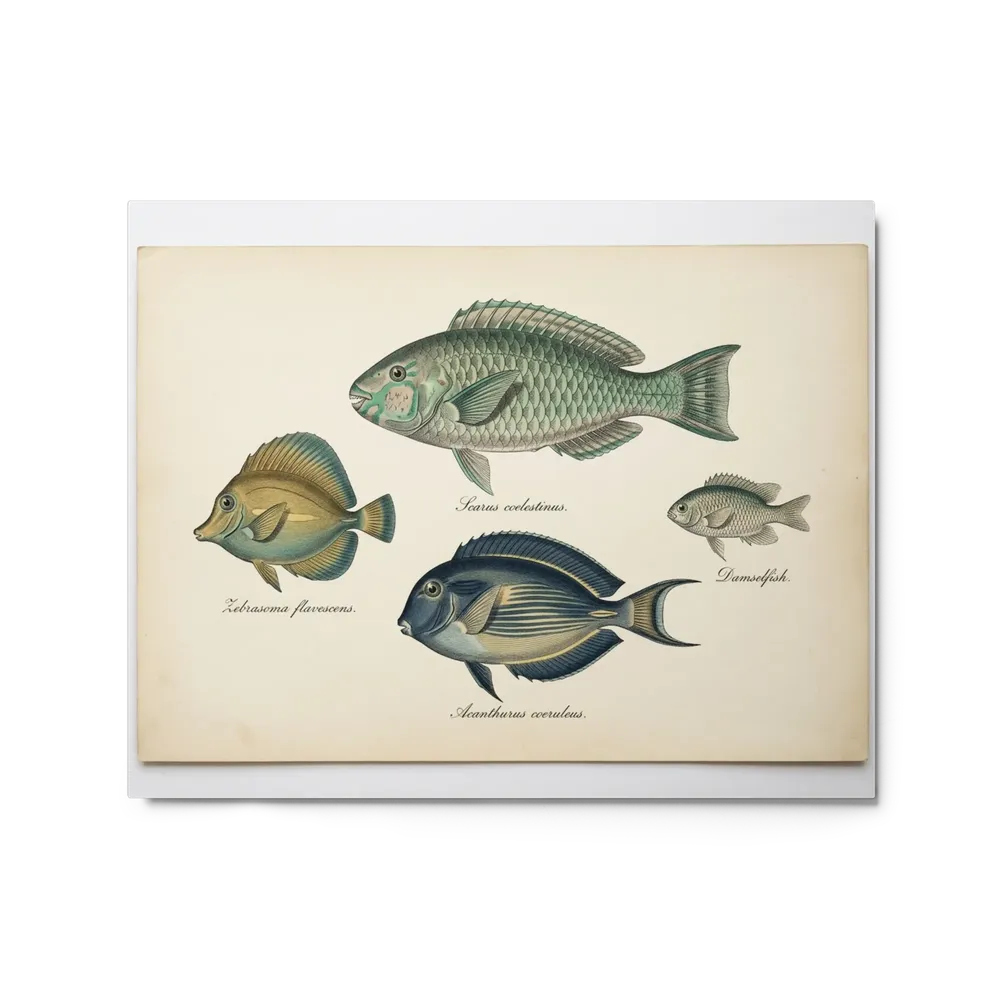Antique Marine Life Engravings | Art Print