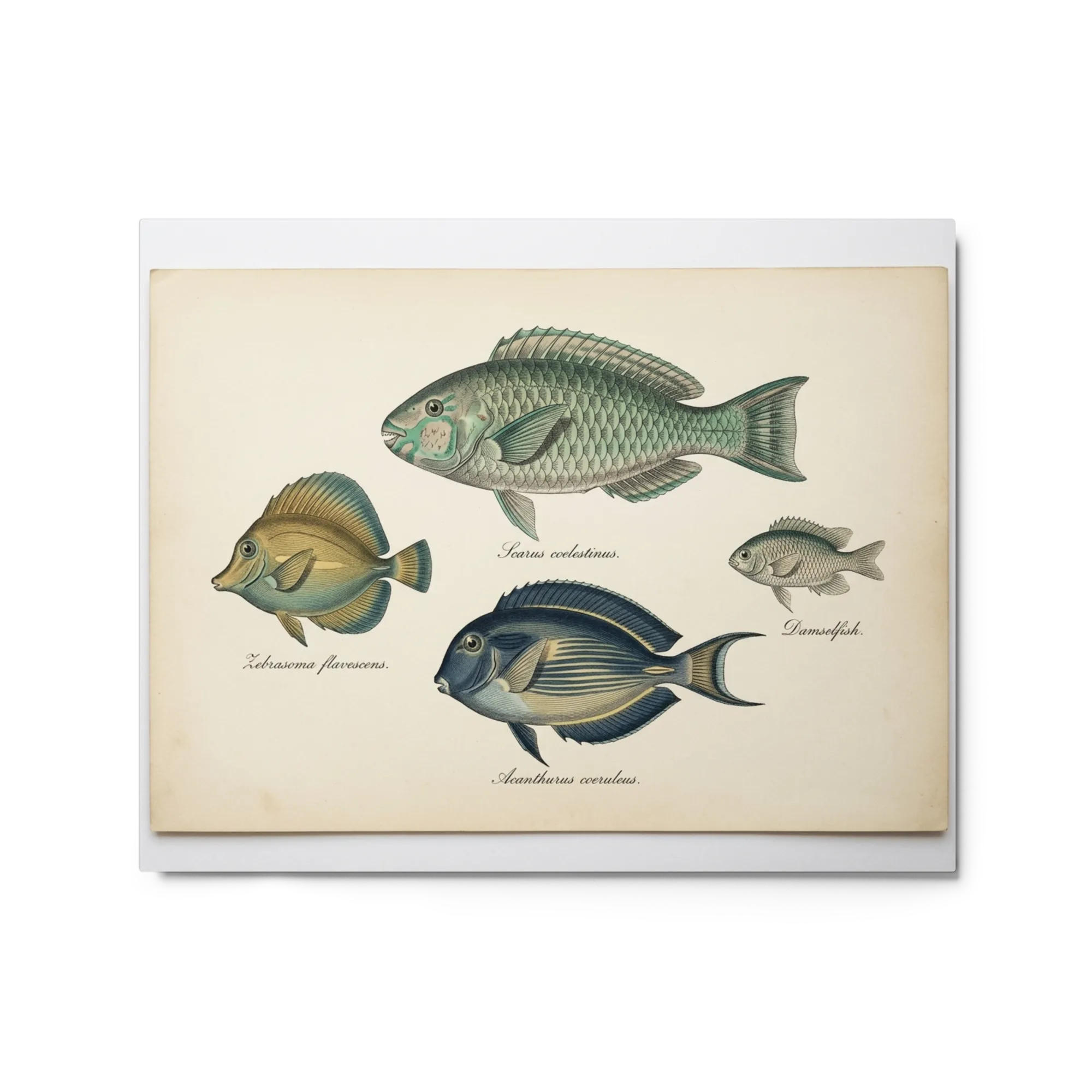 Antique Marine Life Engravings 
 Poster with White Frame | 16″x 20″