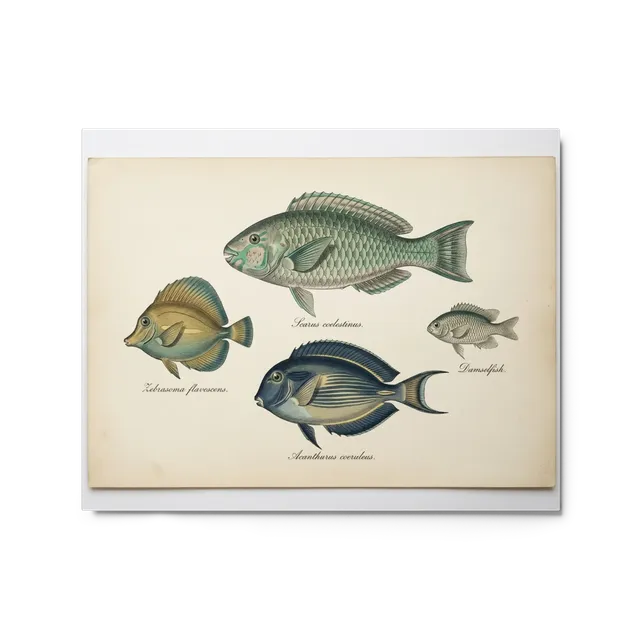 Antique Marine Life Engravings | Art Print