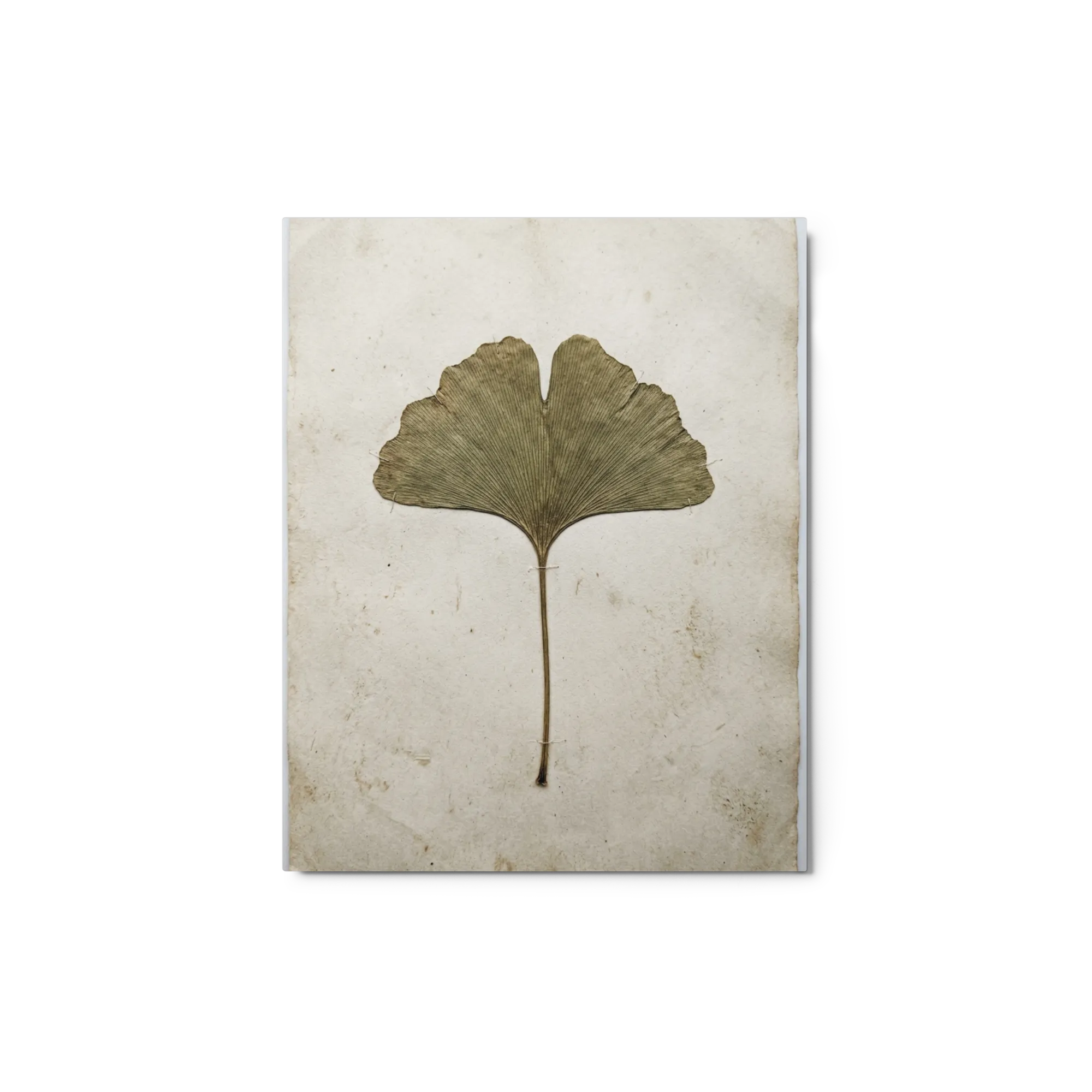 Pressed Ginkgo Leaf 
 Poster with Red oak Frame | 12″x 16″