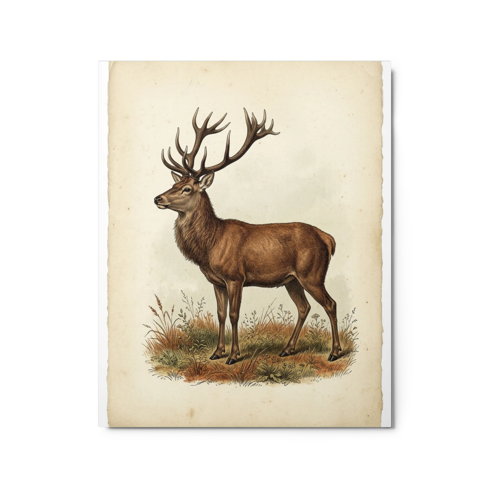 The Noble Stag 
 Poster with White Frame | 12″x 16″