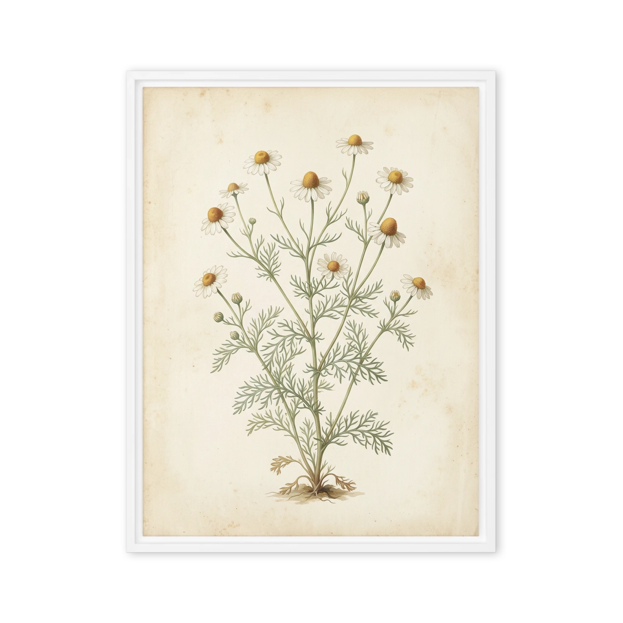 Matricaria Chamomilla