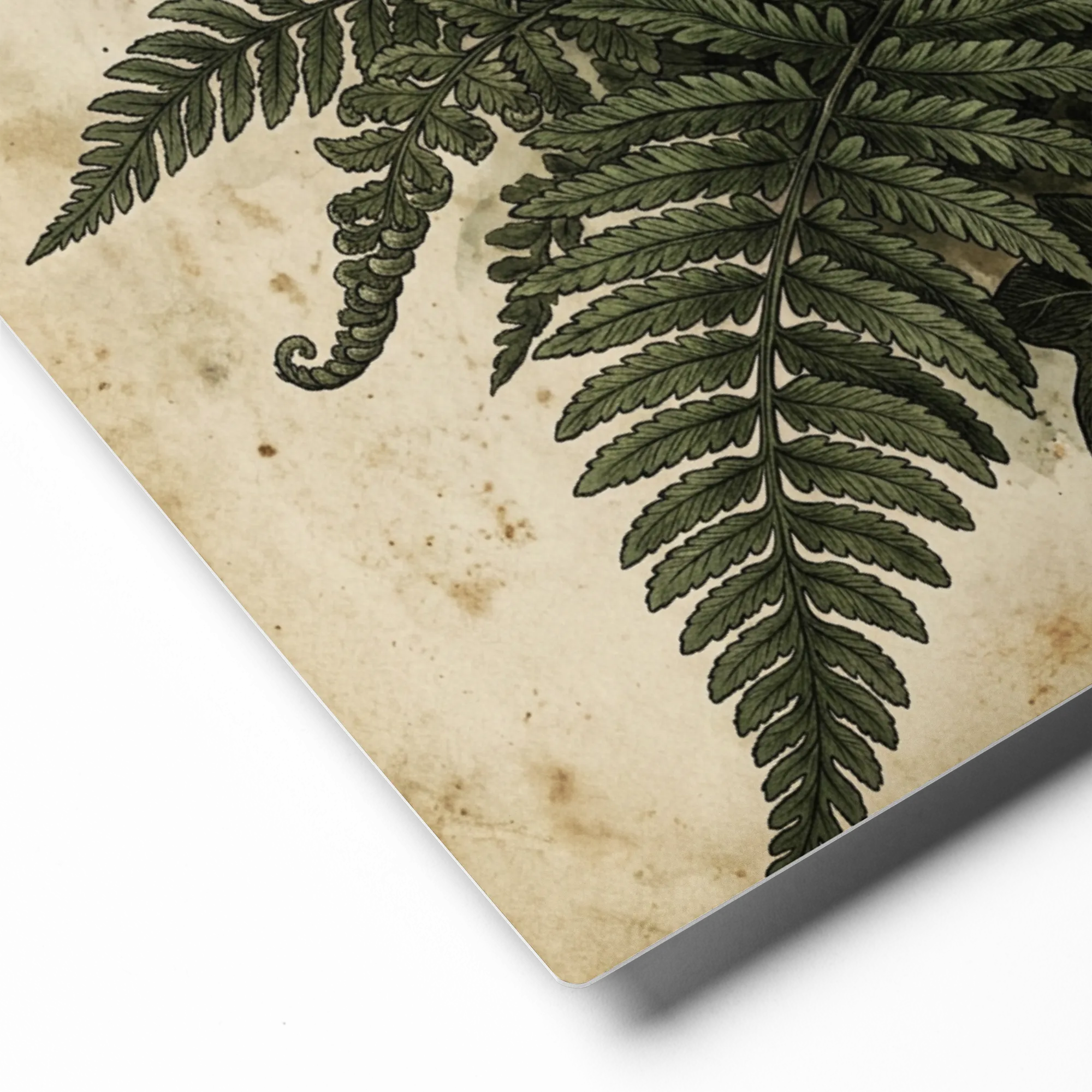 Antique Fern Illustration 
 Poster with Red oak Frame | 12″x 16″