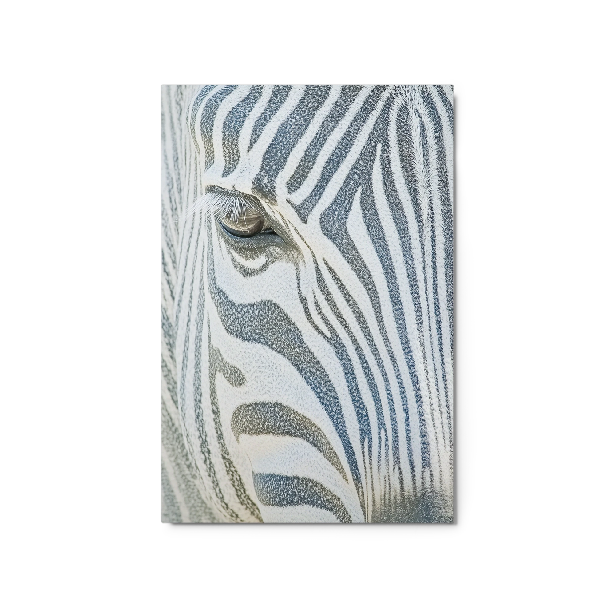 Close-Up Zebra Photography