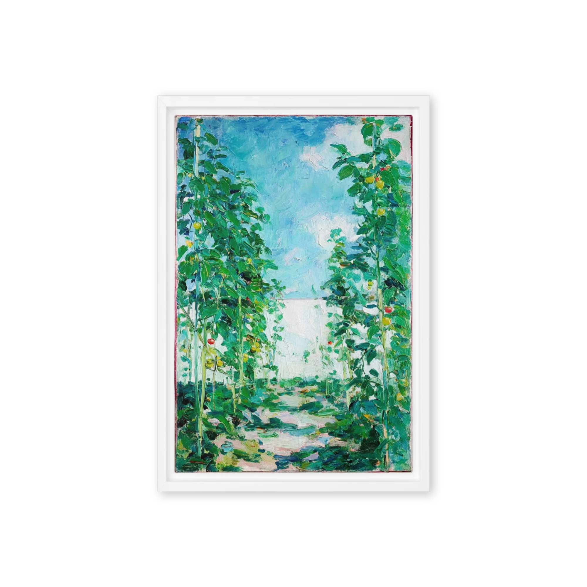 Green Vineyard Sun