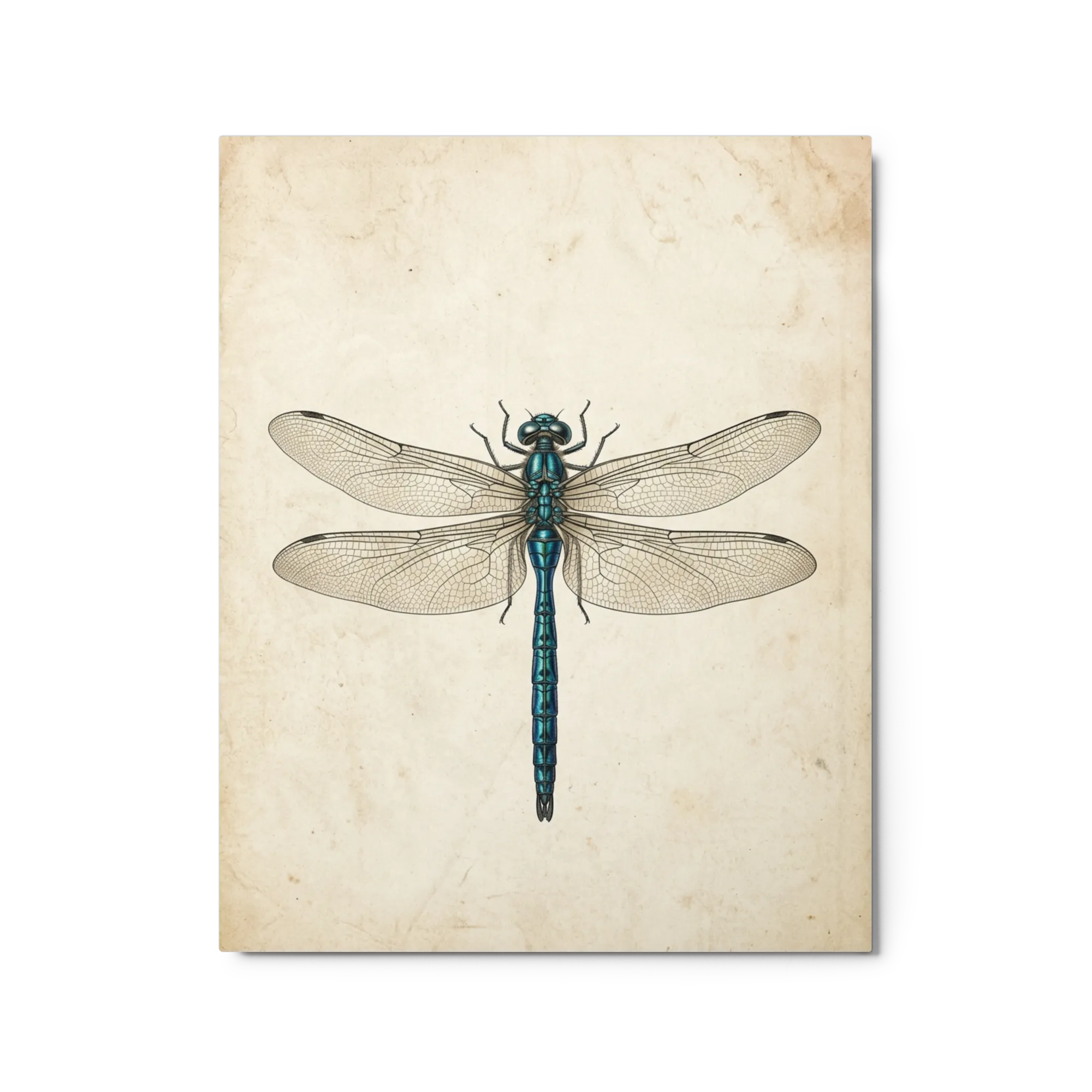 Libélula Azul-Esverdeada Gravura