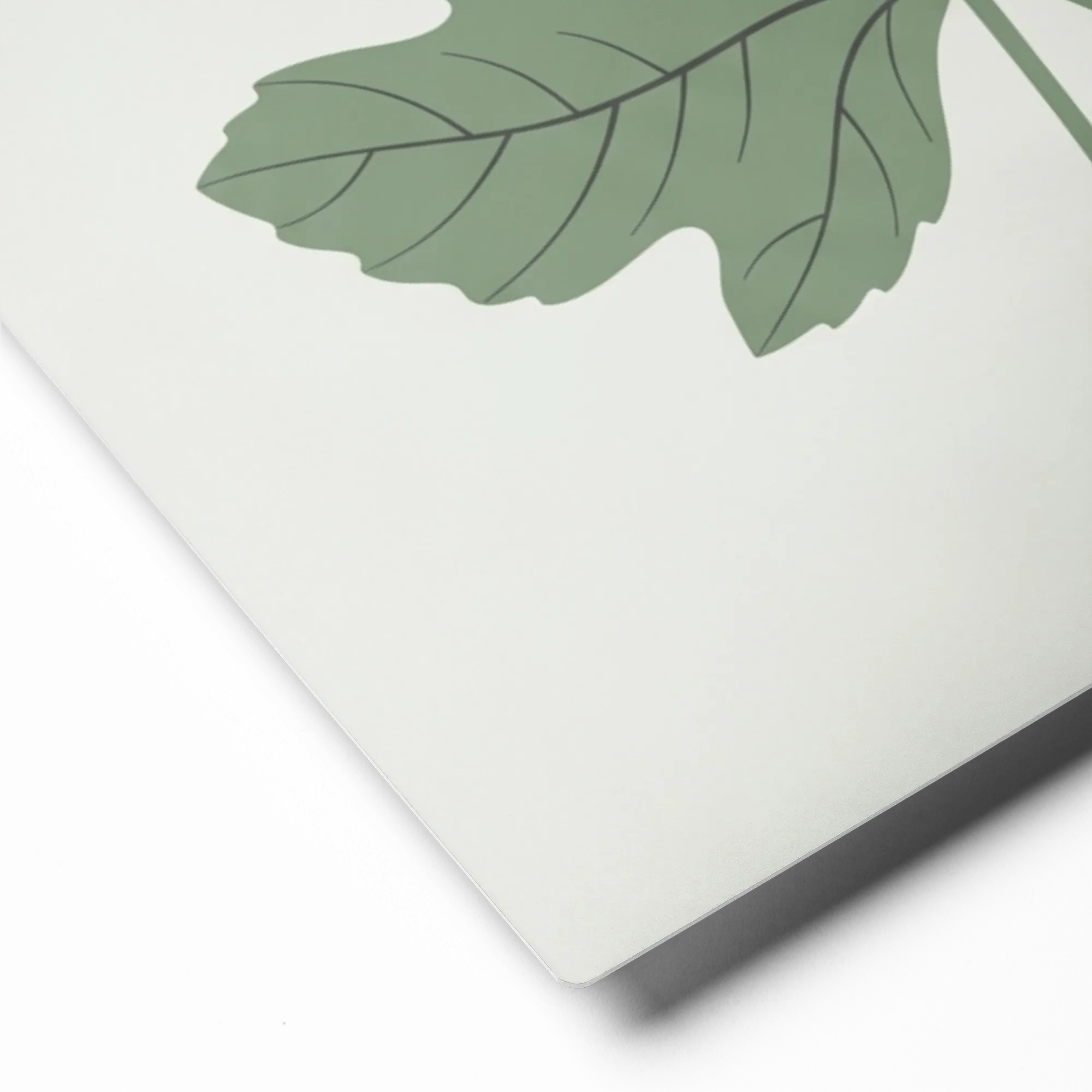 Fig Leaf Study 
 Canvas with White Frame