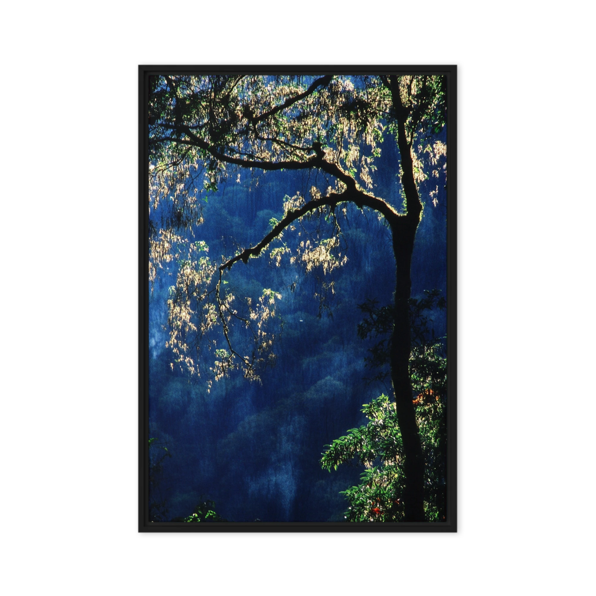 Sunlit Rainforest Silhouette | Art Print