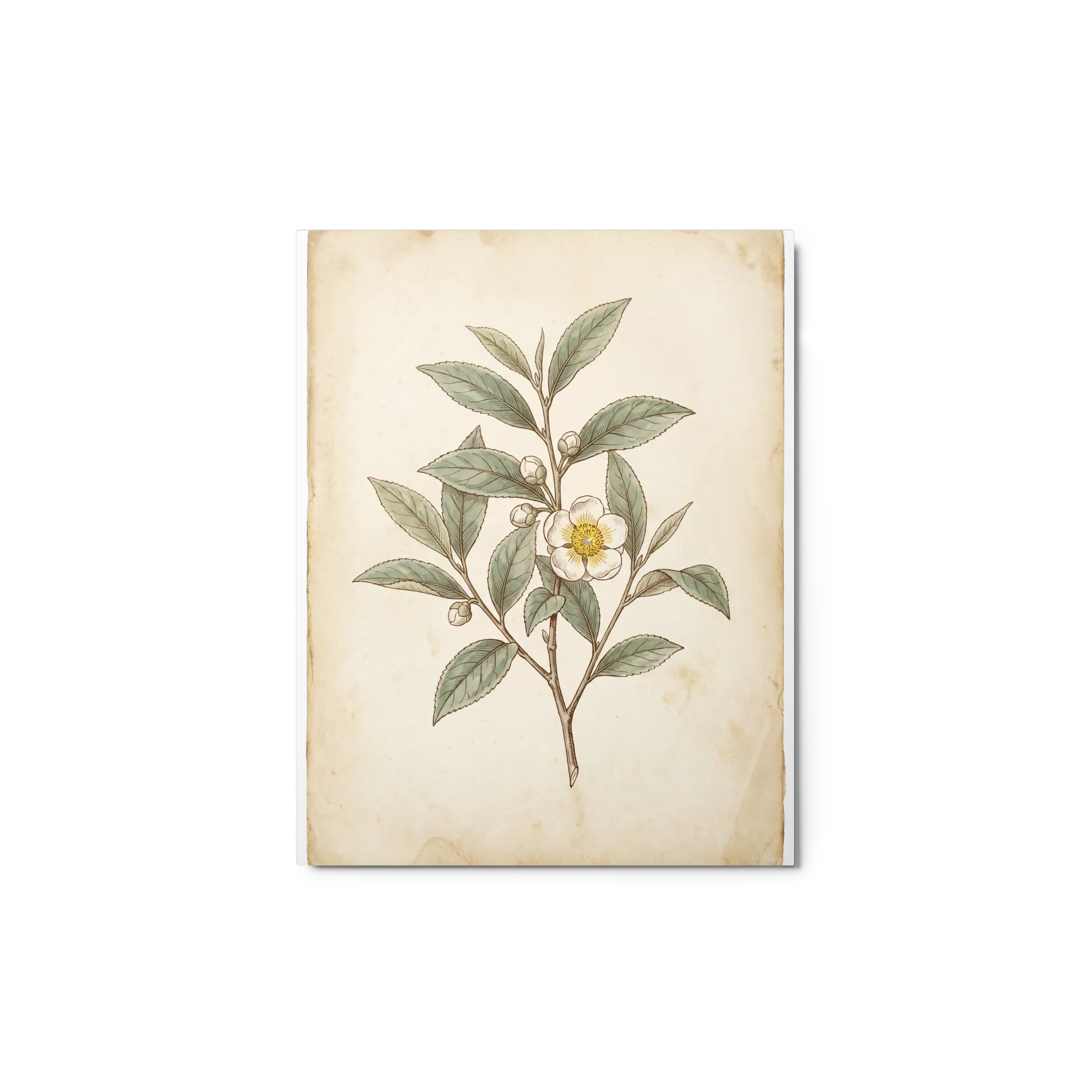 Camellia Sinensis Botanical 
 Canvas | 16″x 20″