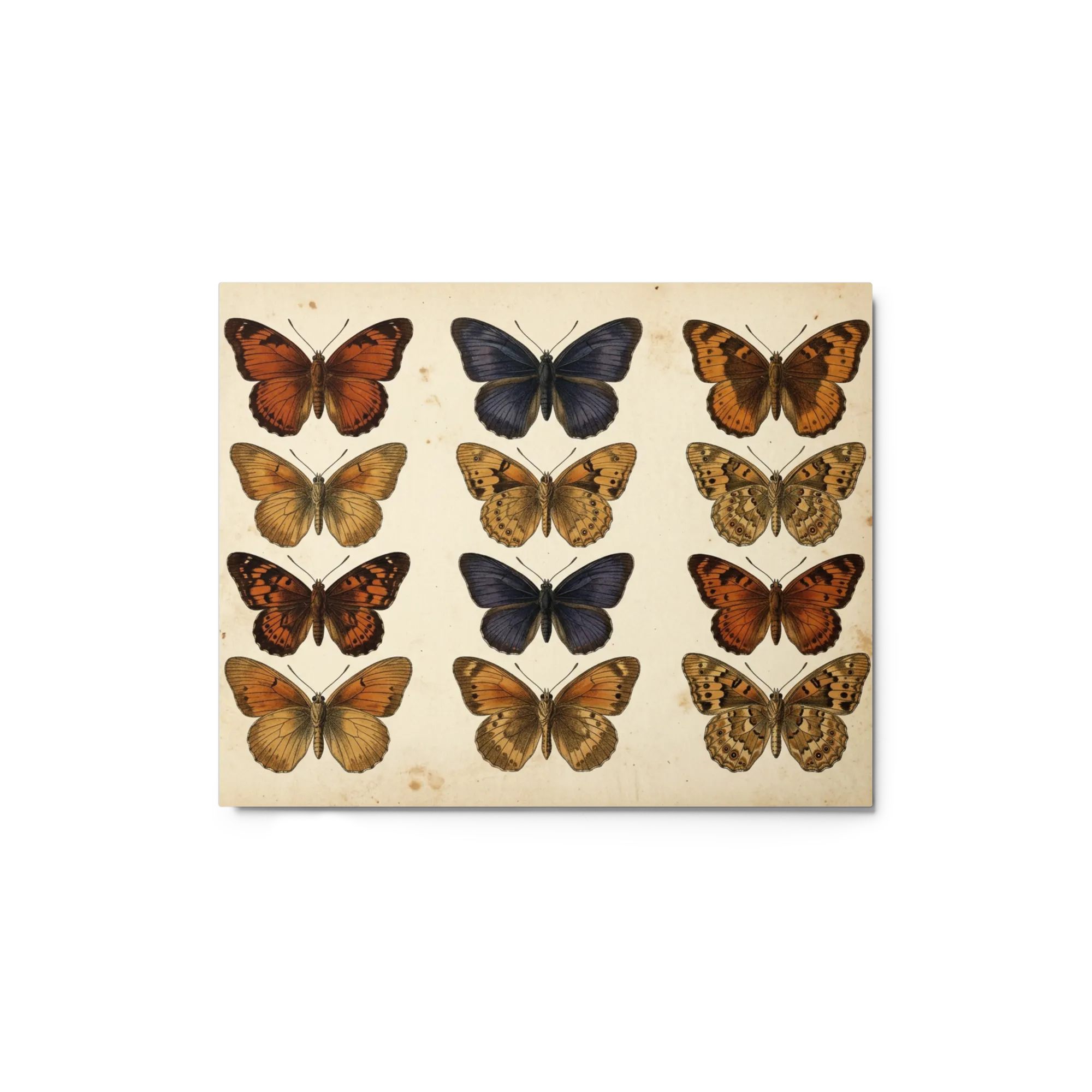 Entomological Butterfly Study