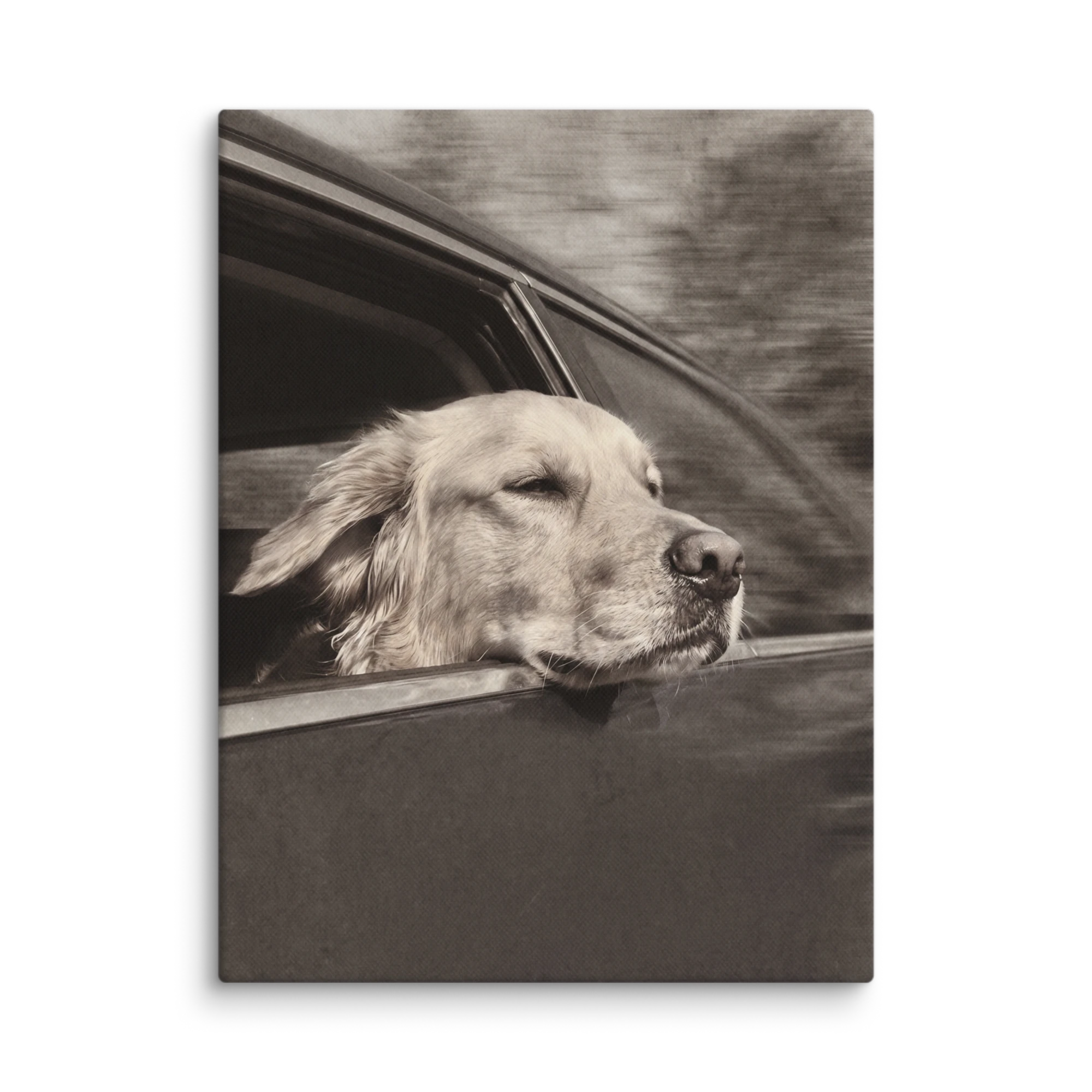Pet Portrait — Silver Screen
