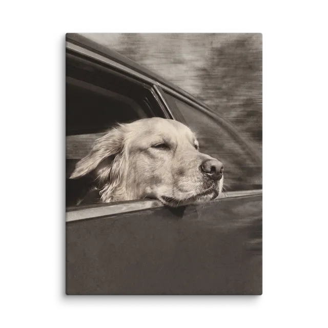 Pet Portrait — Silver Screen