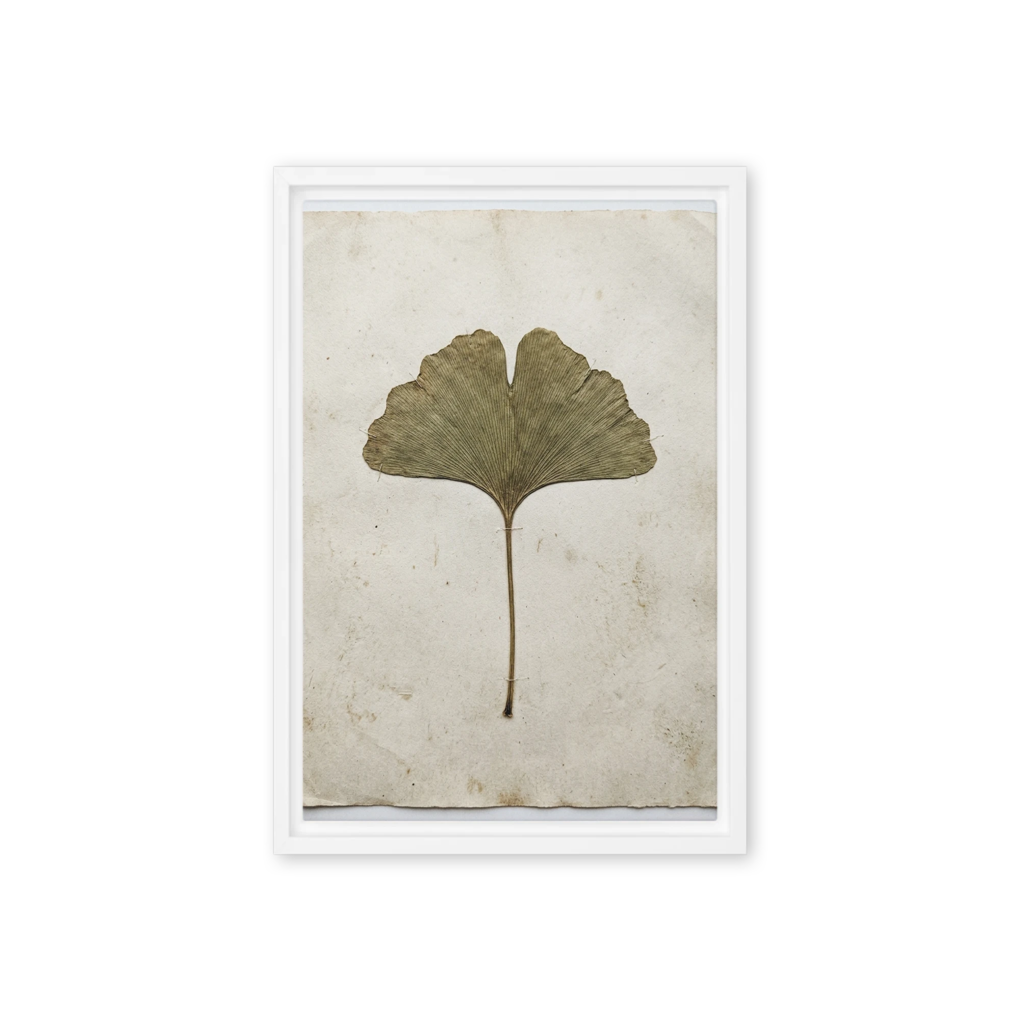 Pressed Ginkgo Leaf