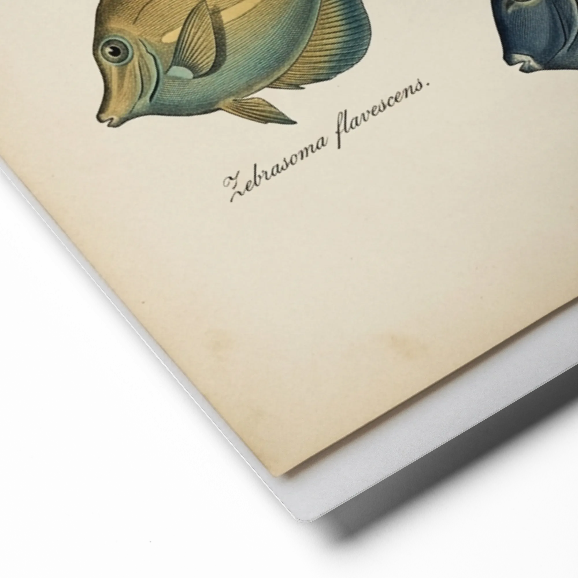 Antique Marine Life Engravings 
 Poster with White Frame | 16″x 20″