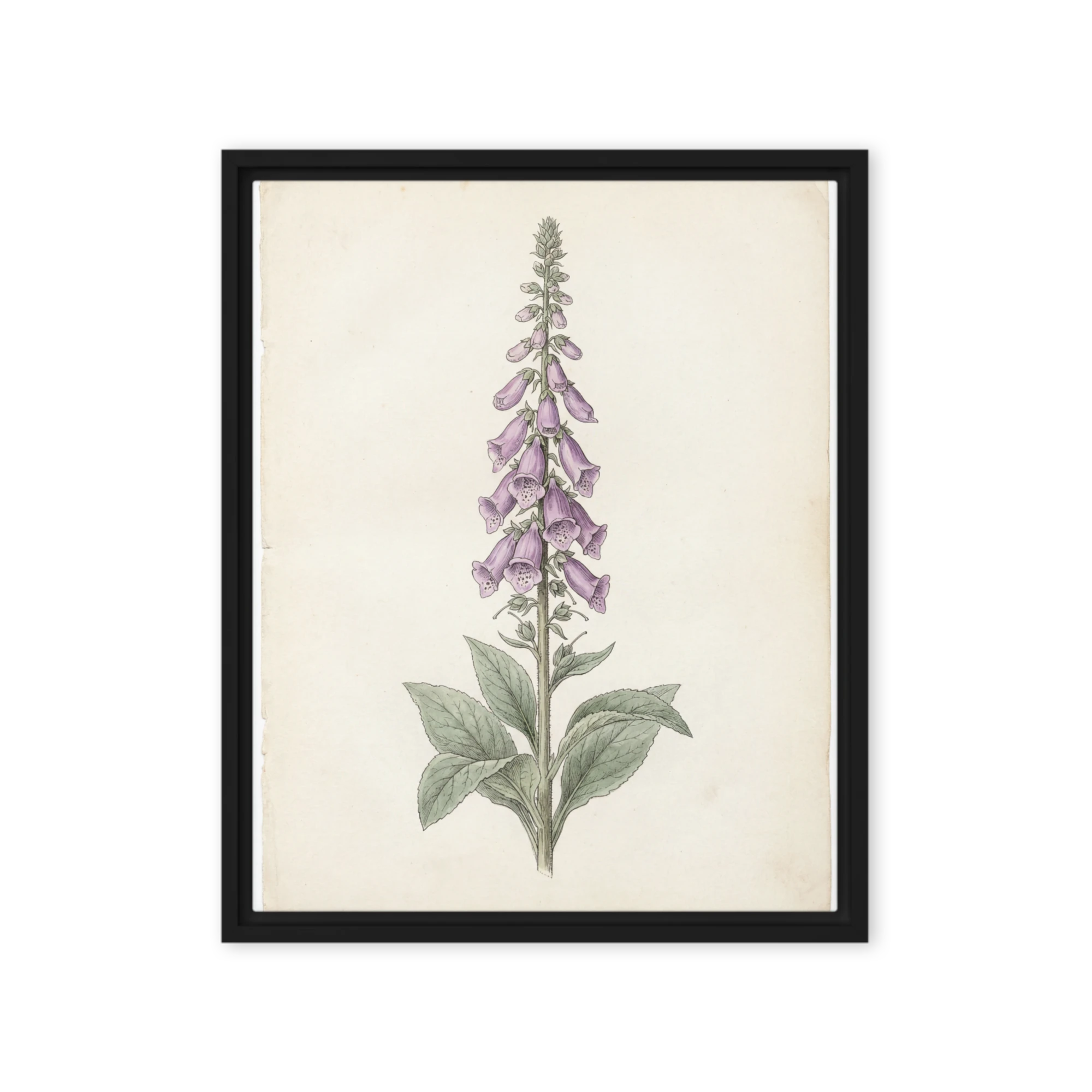 Regal Foxglove Bloom