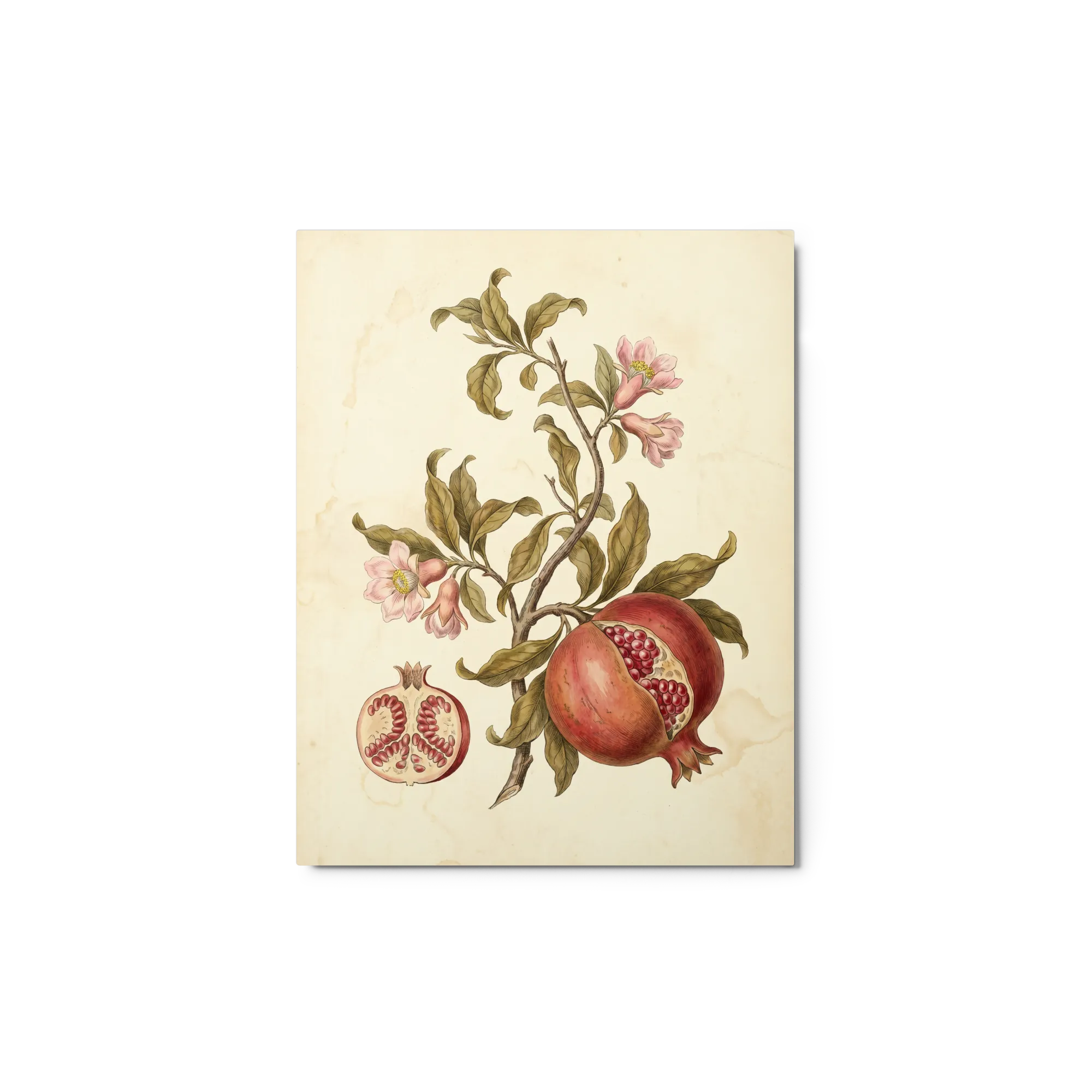 Pomegranate Botanical Study 
 Canvas | 8″x 12″